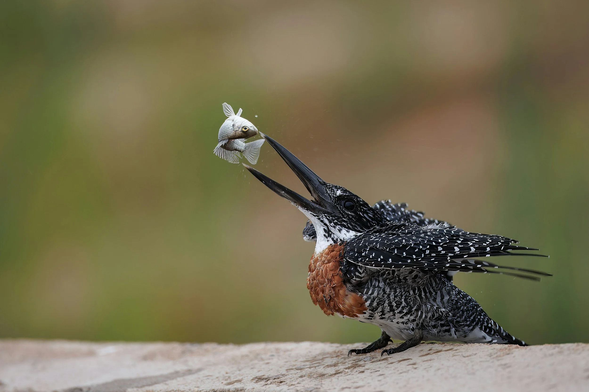 A large bird, possibly a kingfisher, holding a fish in its beak, with the fish's head in the air and the fish's body hanging down, on a wooden surface.