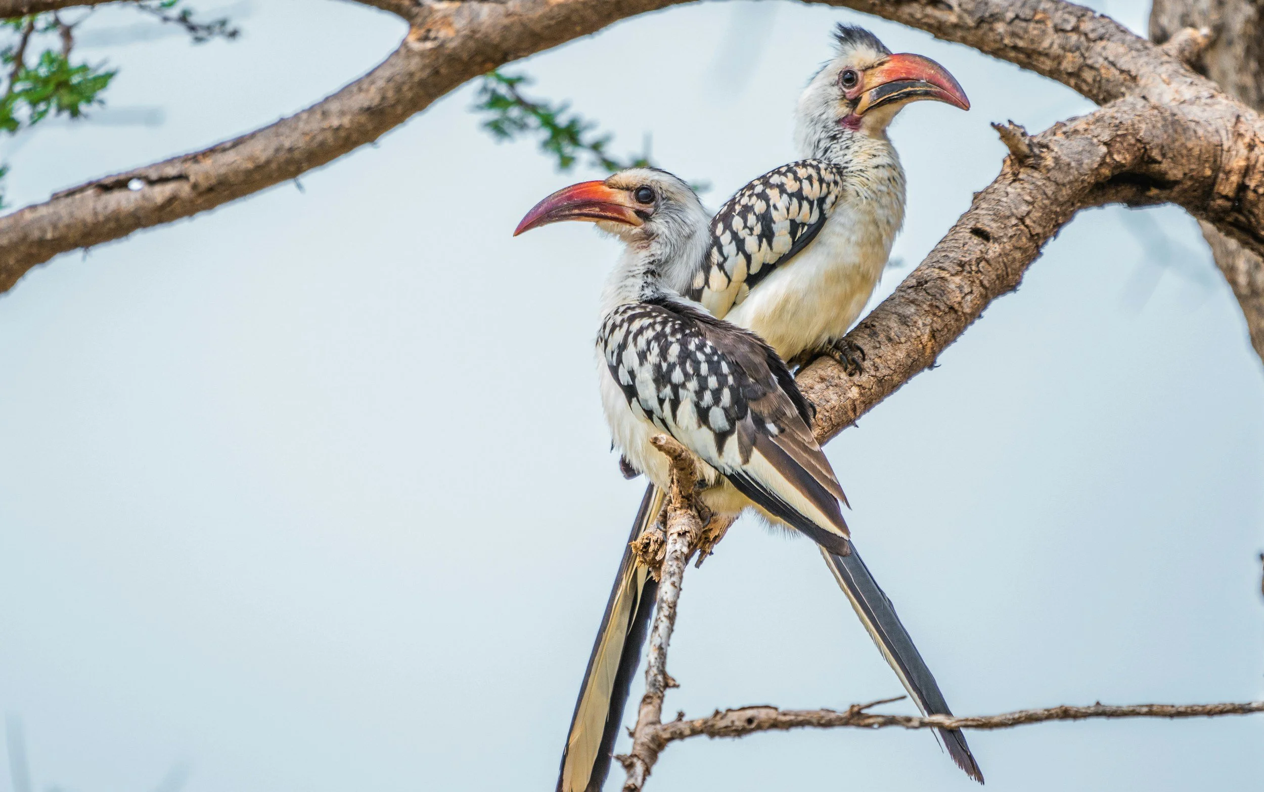 Two southern yellow-billed hornbills perched on a tree branch against a pale sky background.