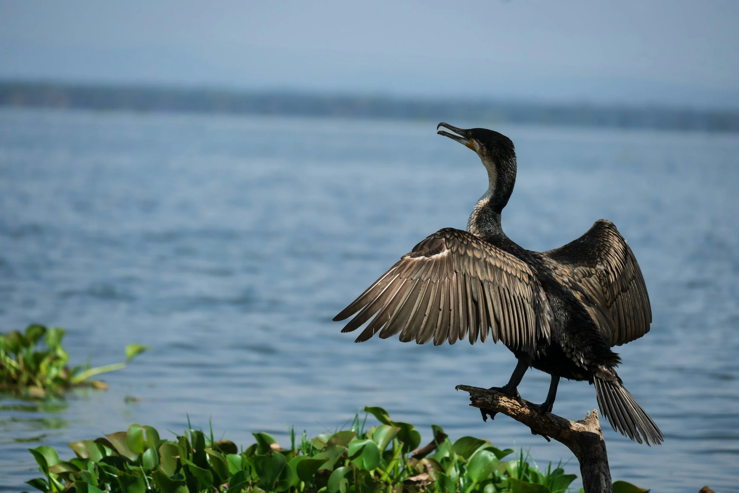A cormorant bird with its wings spread, perched on a branch near water with waterplants in the foreground and a distant shoreline in the background.
