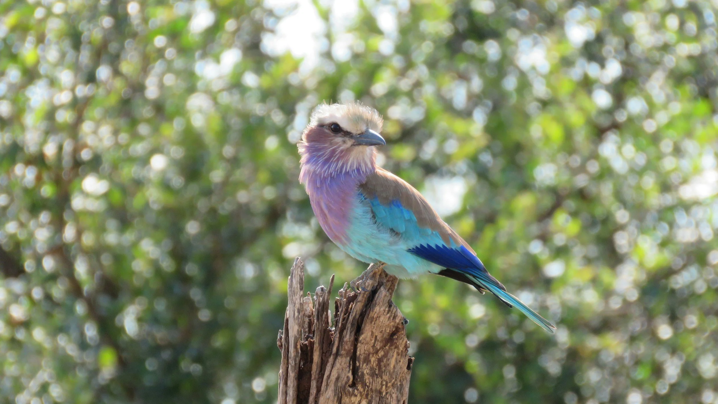 Colorful bird with purple, blue, and turquoise feathers perched on a tree stump with a blurred green leafy background.