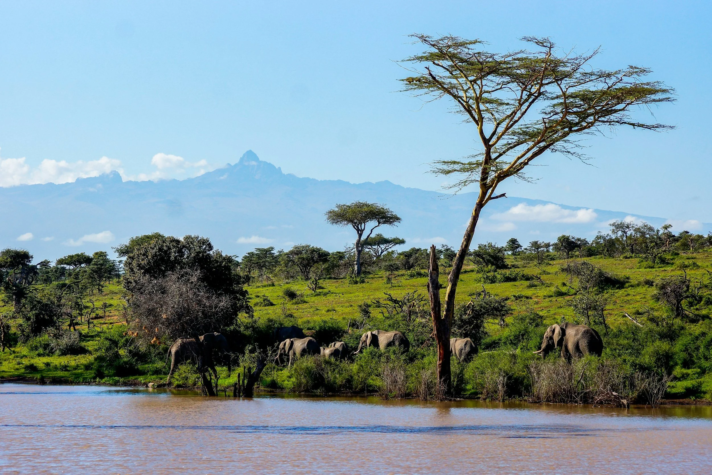 Elephants near a water body in a grassy savannah with trees, a mountain in the background, and a blue sky.