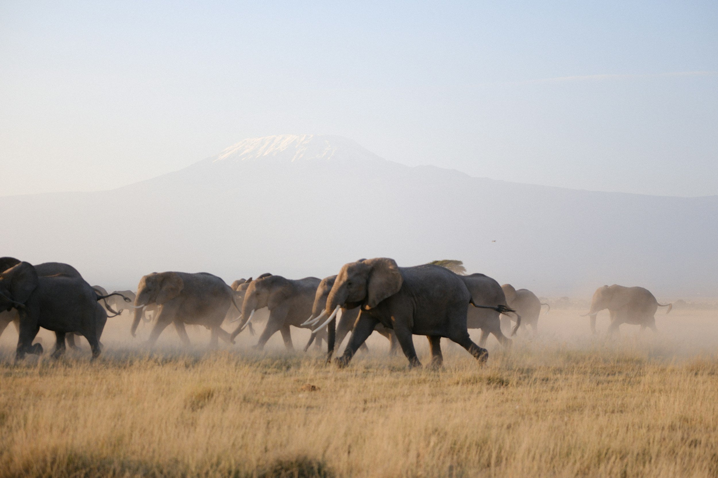 A herd of elephants walking across a grassy plain with Mount Kilimanjaro in the background, shrouded in mist.