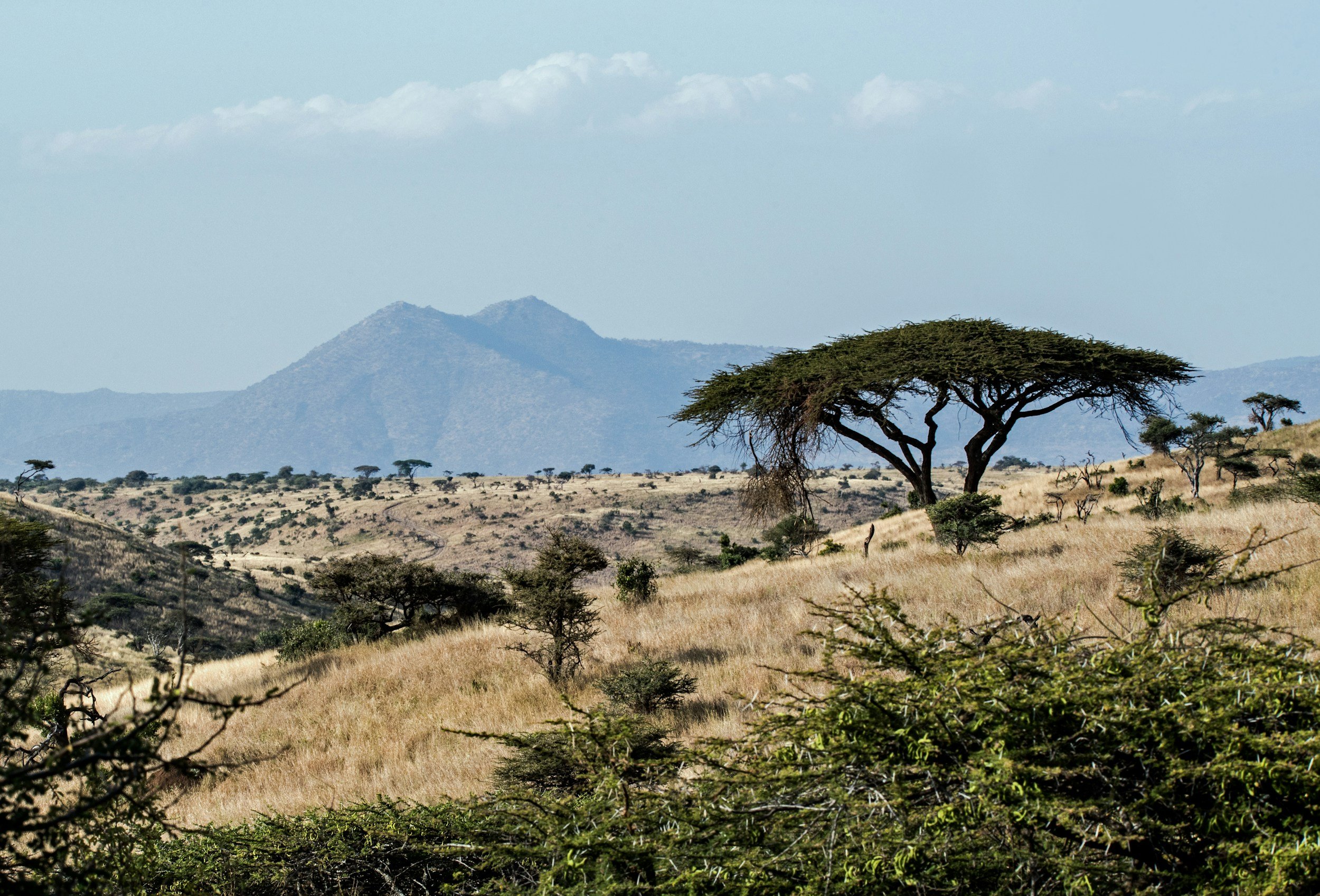 African savanna landscape with scattered acacia trees, golden grass, distant mountains, and a partly cloudy sky.