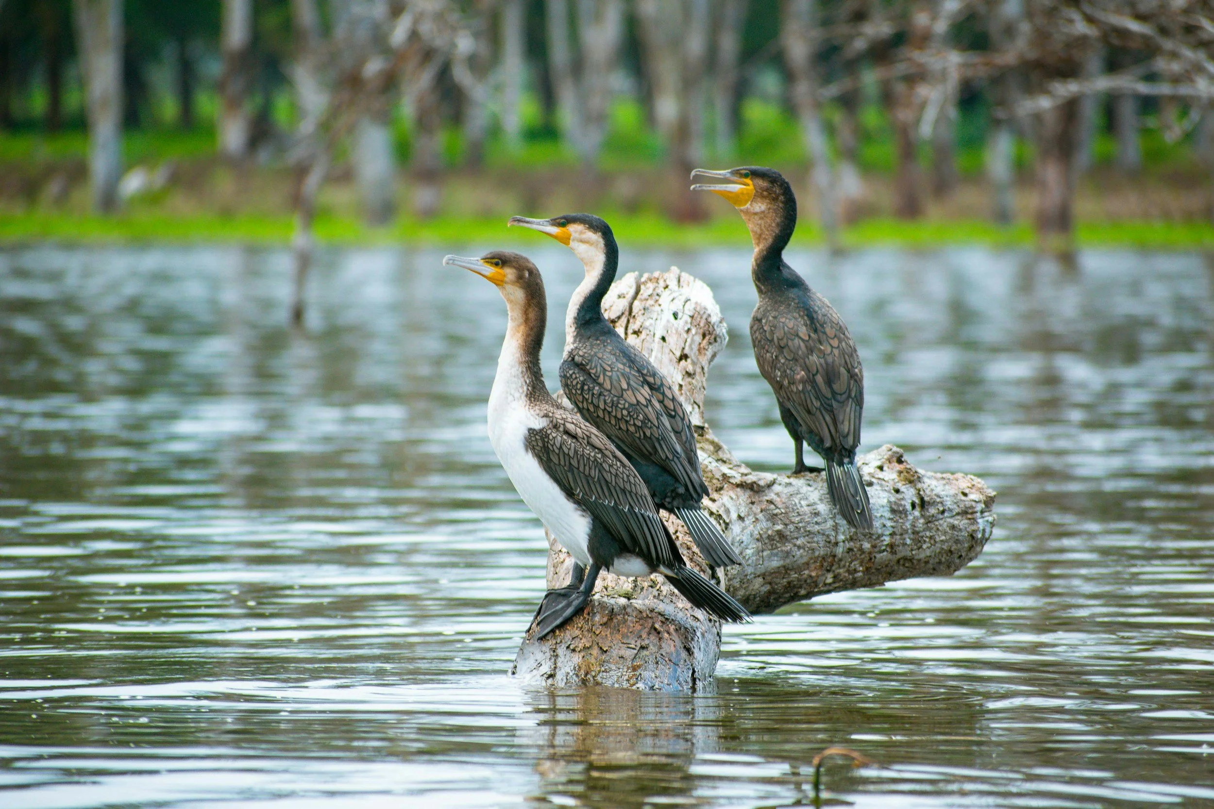 Three cormorant birds perched on a fallen tree trunk in a body of water, with a blurred forest background.