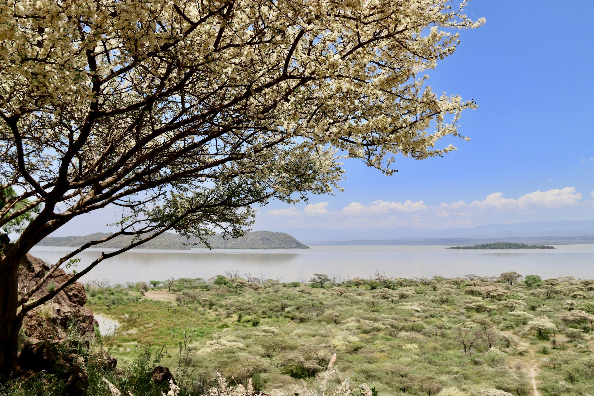 A large tree with white blossoms in the foreground overlooking a lake with small islands, hills, and mountains in the distance under a blue sky with clouds.