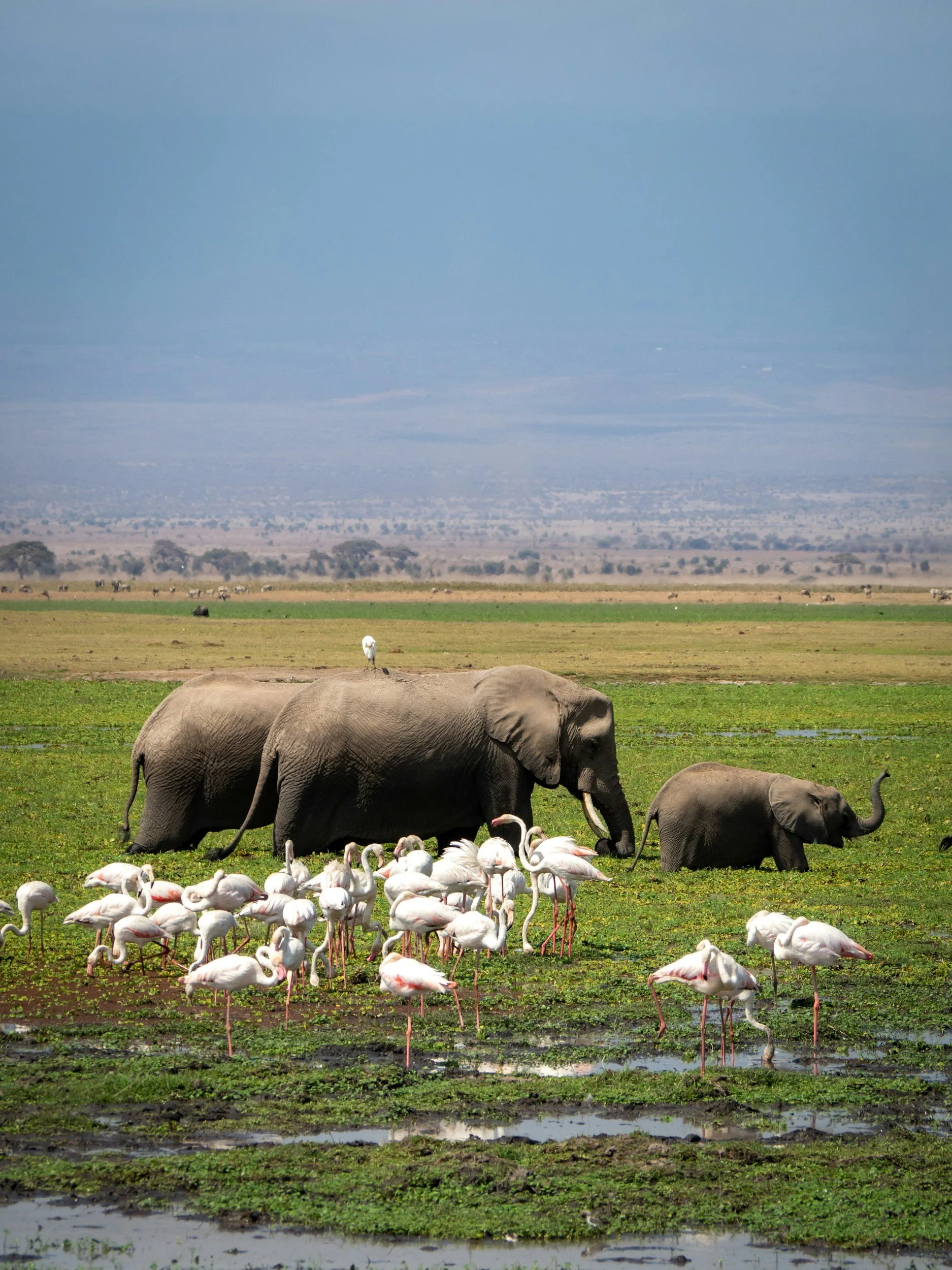 Elephants and flamingos in a wetland with a vast grassland and distant mountain horizon.