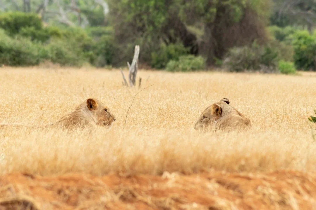 Two lions lying in tall golden grass in a savannah with green trees and a fallen branch in the background.