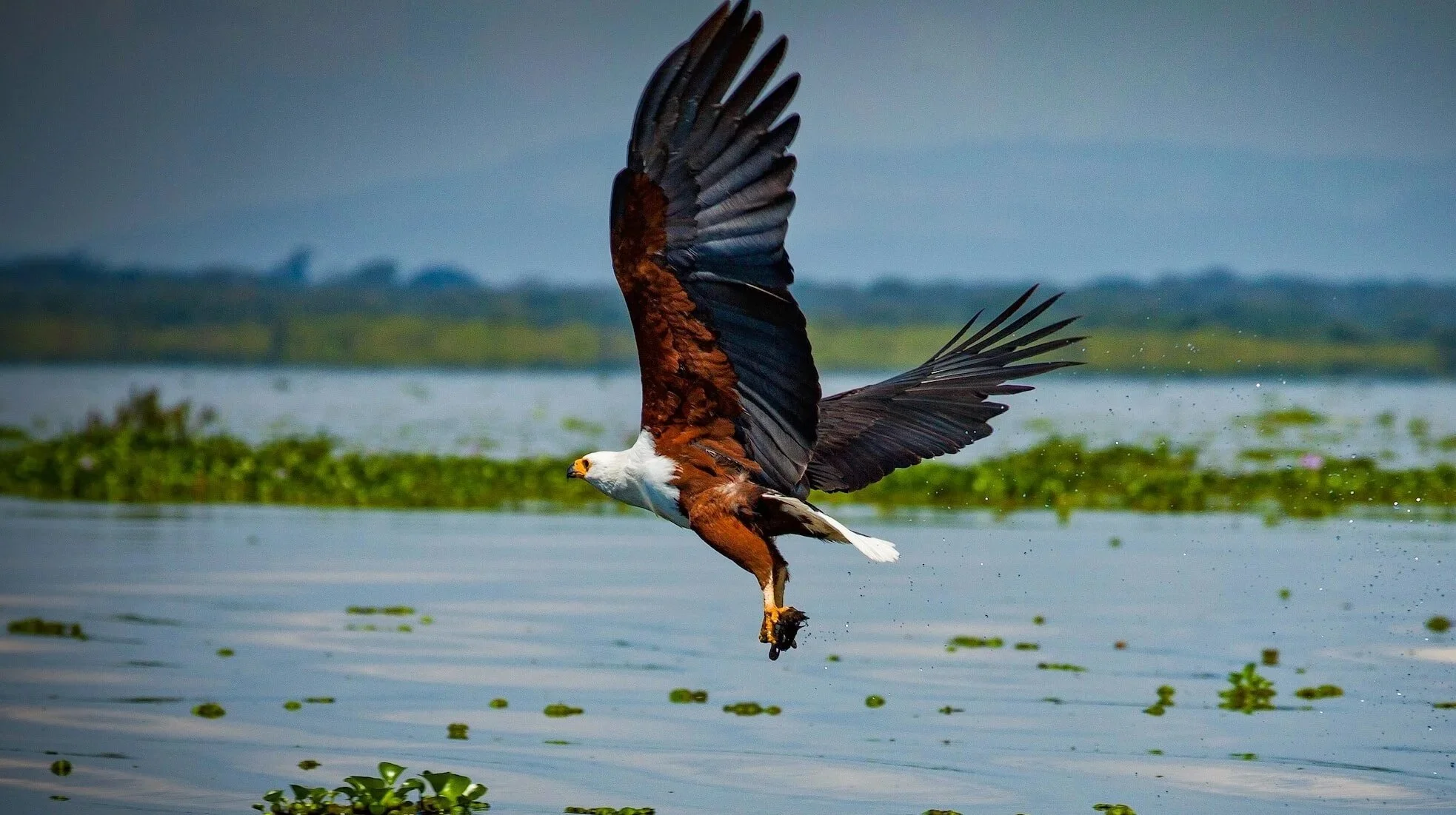 Eagle flying low over a body of water with greenery and a cloudy sky in the background.