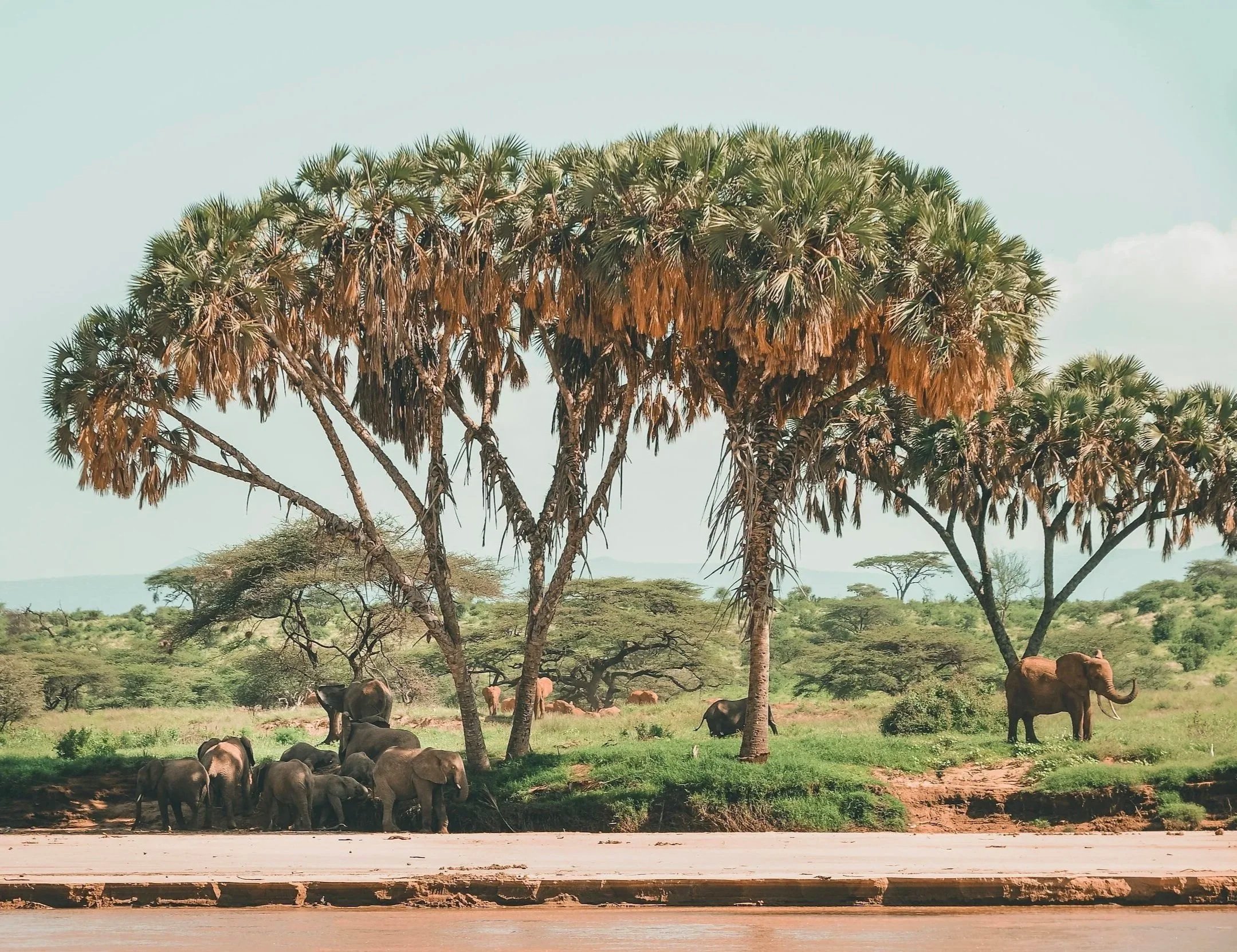 Group of elephants standing under tall trees in a savanna landscape.