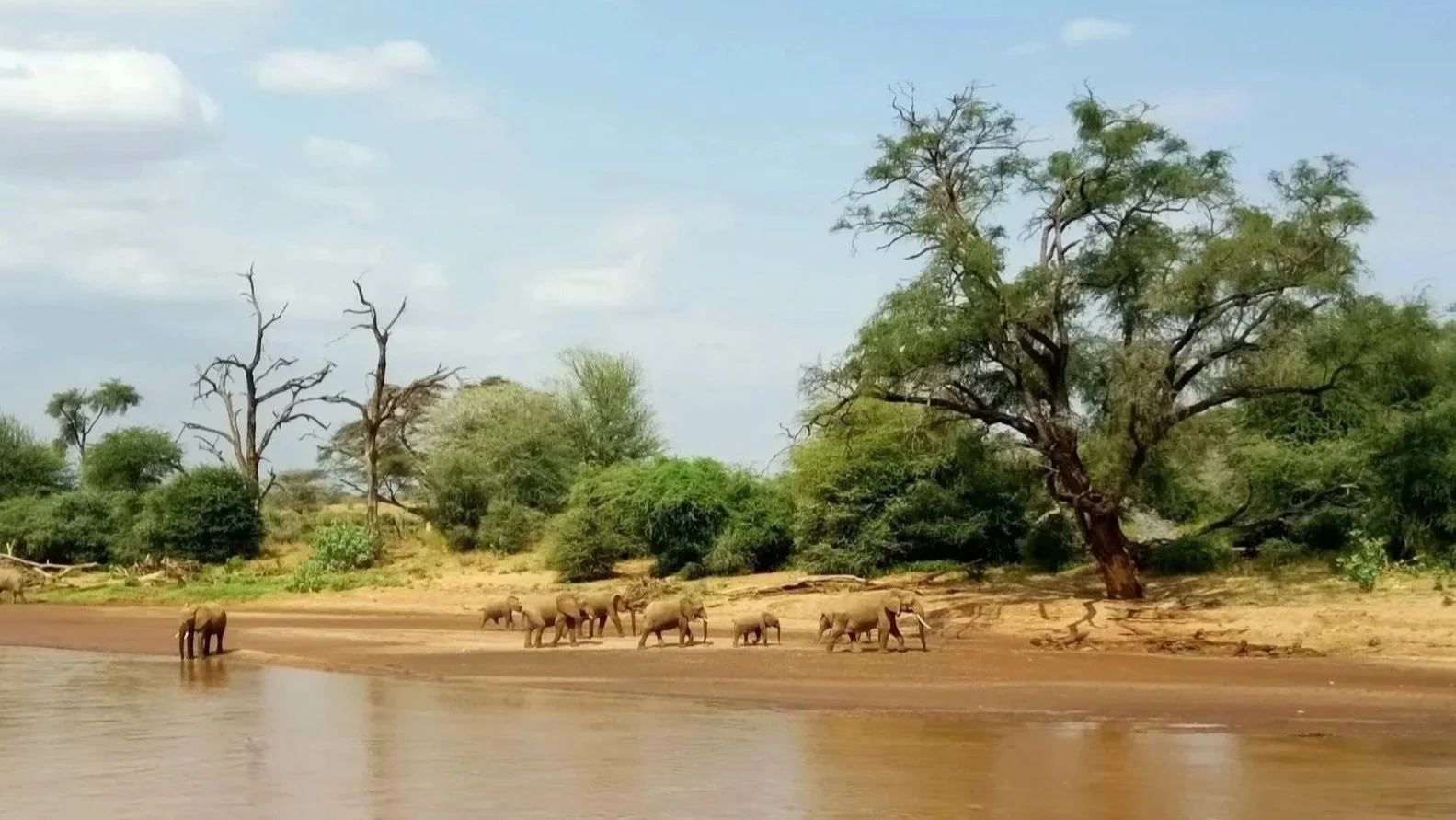 Elephants walking along a riverbank with trees and bushes in the background under a partly cloudy sky.