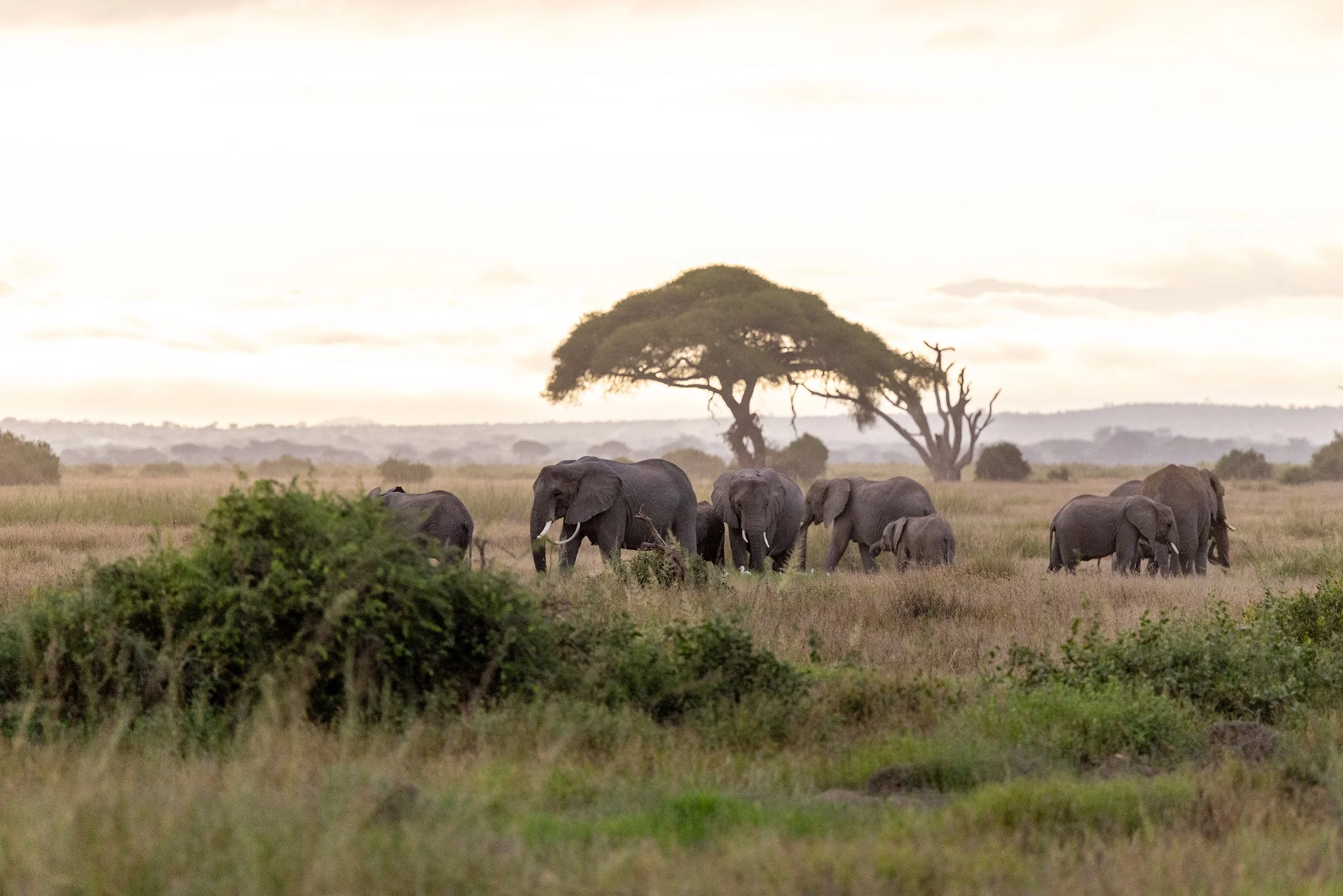 elephants-under-the-acacia-tree-medium.jpg