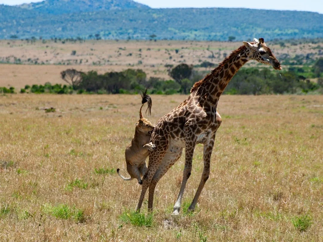 A giraffe standing in an open grassland with a lioness attacking its leg.