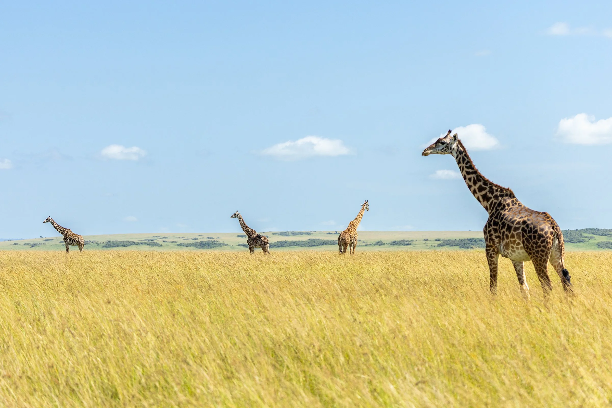 giraffe-horizons-medium.jpg
