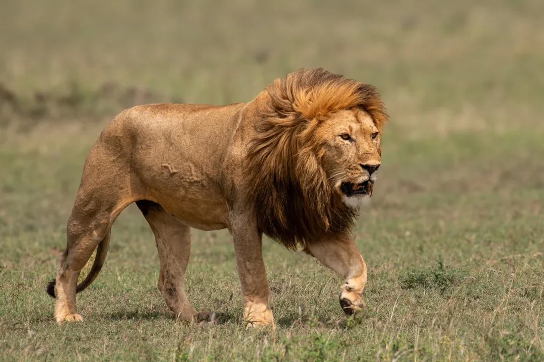 A lion walking across a grassy plain.