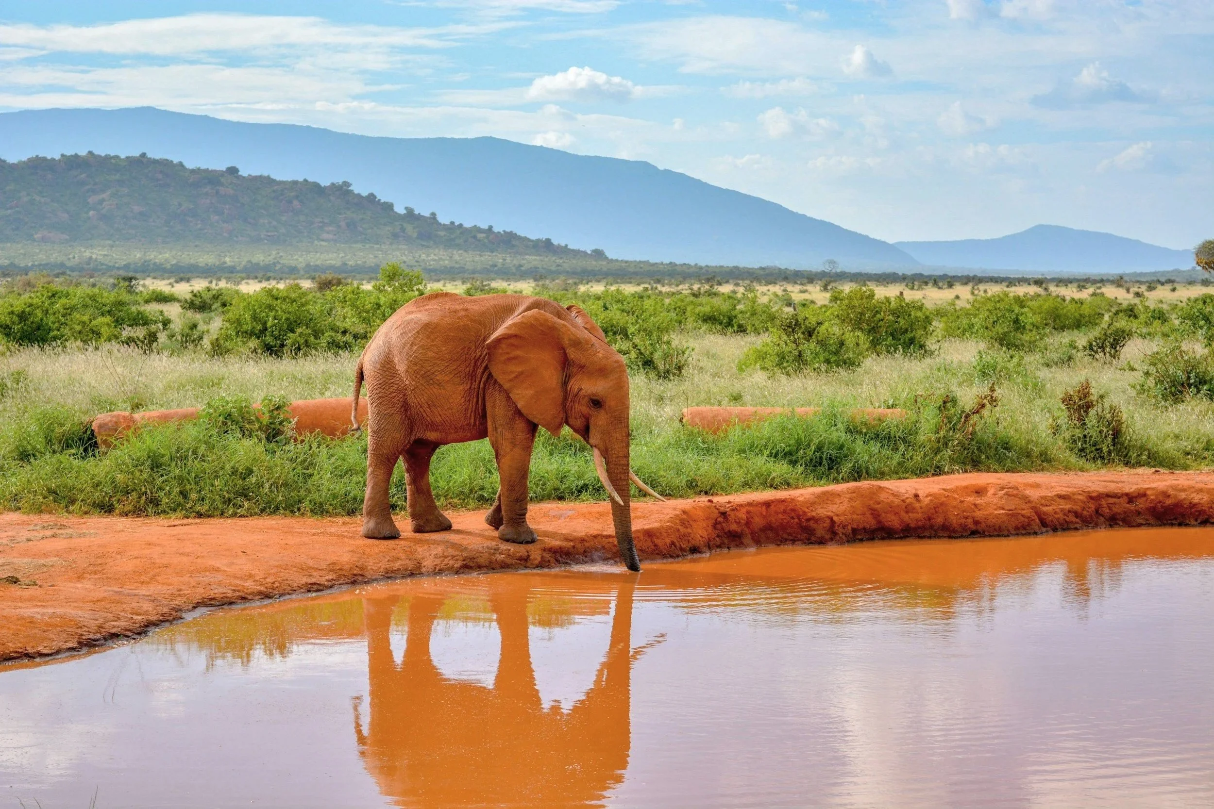 An elephant drinking water from a waterhole in a savannah landscape with green bushes and mountains in the background.