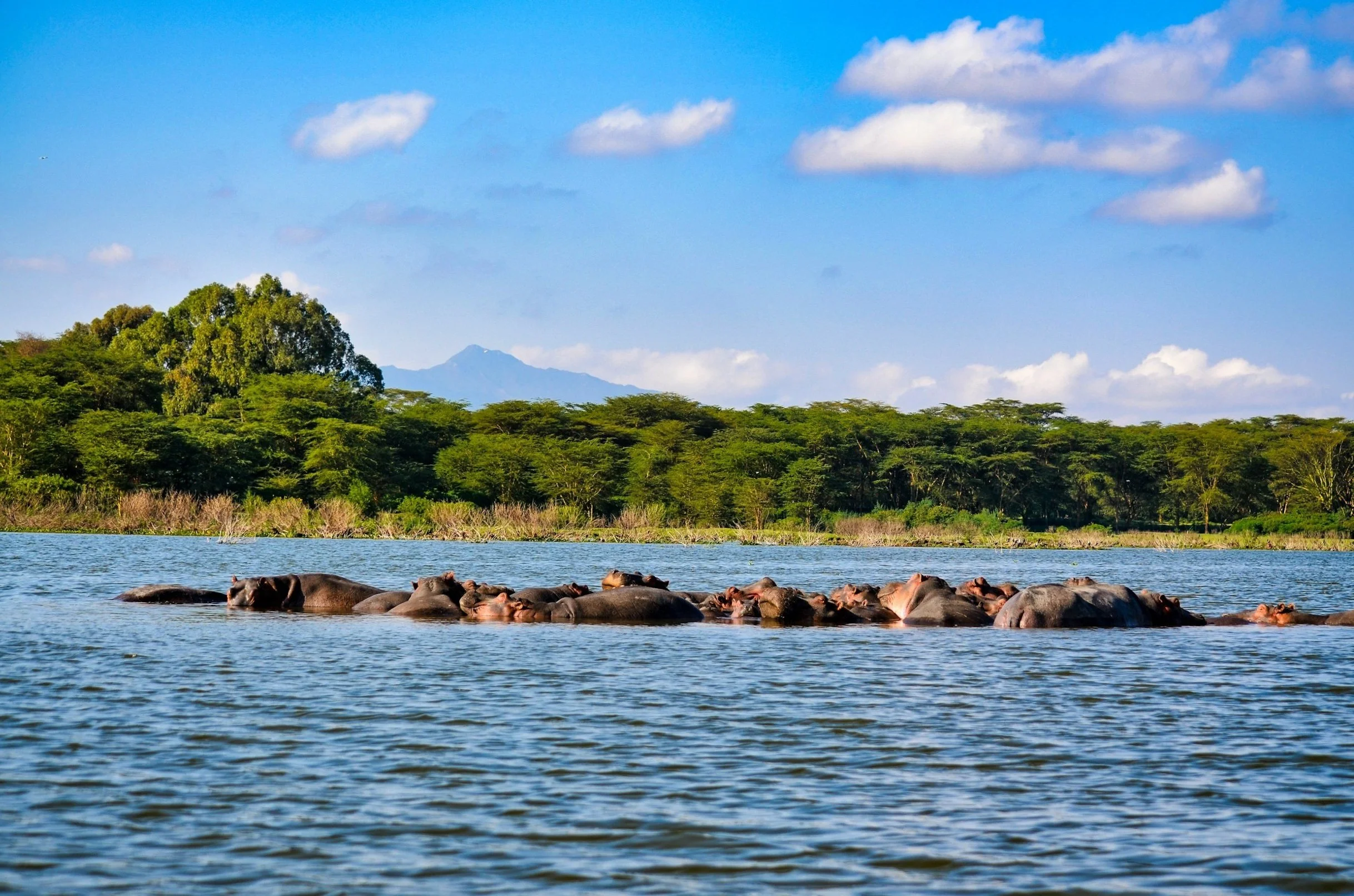 Hippos Lake Naivasha