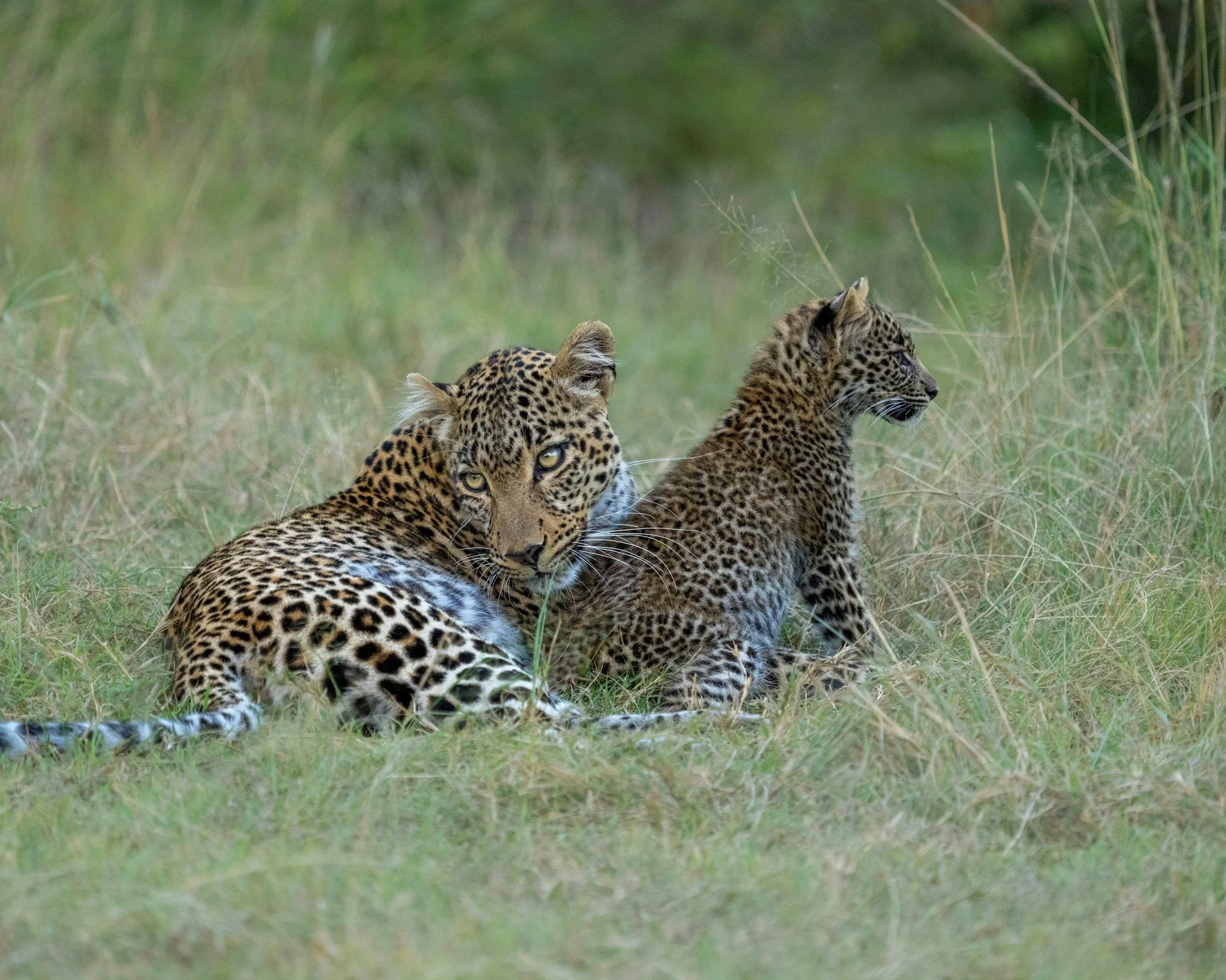 Two jaguars resting on grassy terrain in a natural habitat, with one looking directly at the camera and the other gazing into the distance.