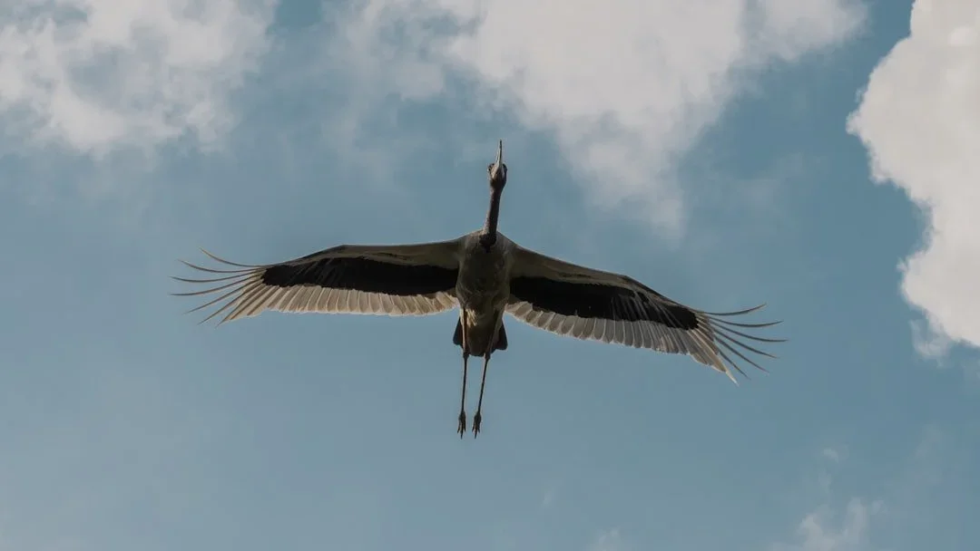 A bird flying in the sky with outstretched wings against a background of blue sky and clouds.