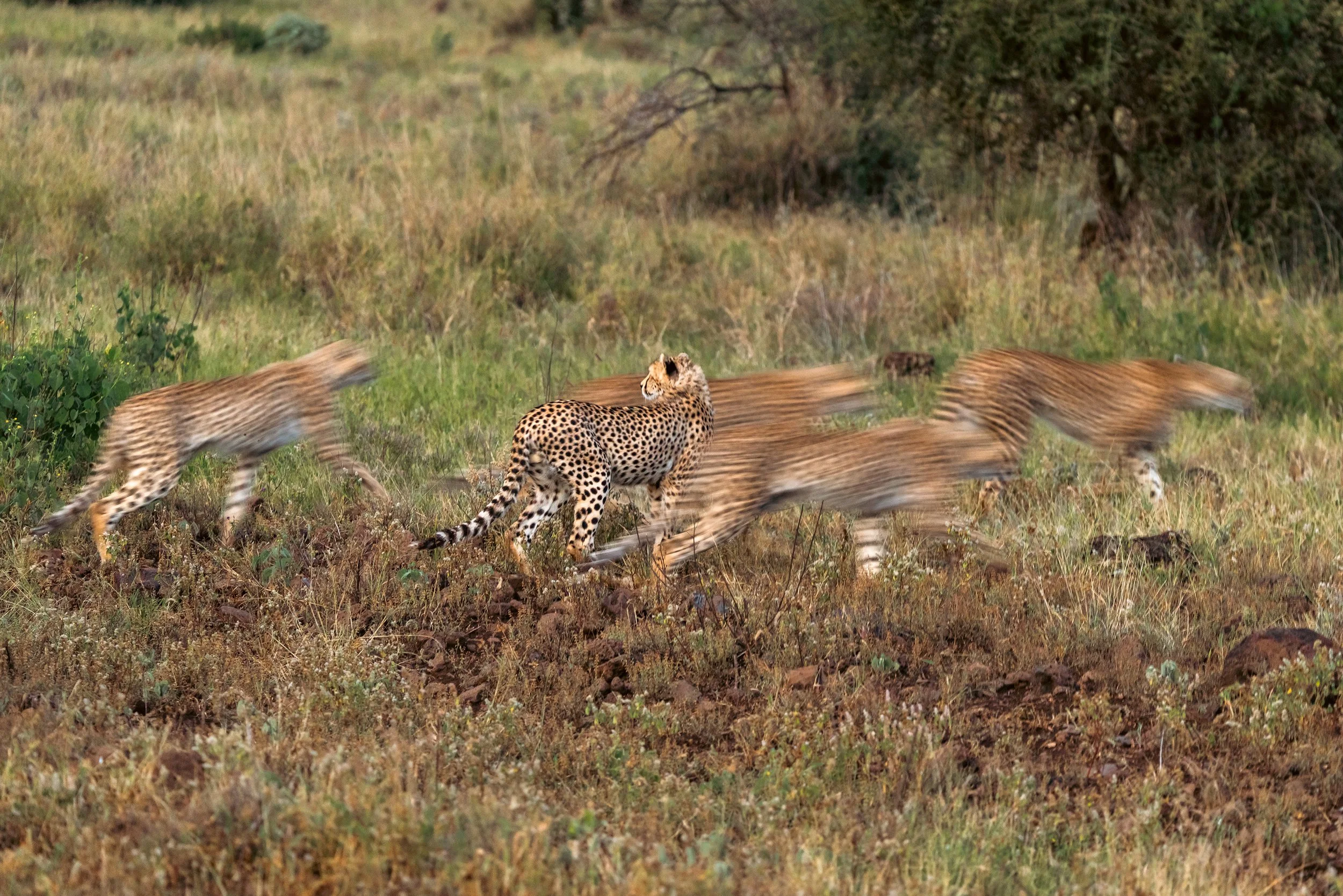 cheetah-in-motion-medium.jpg
