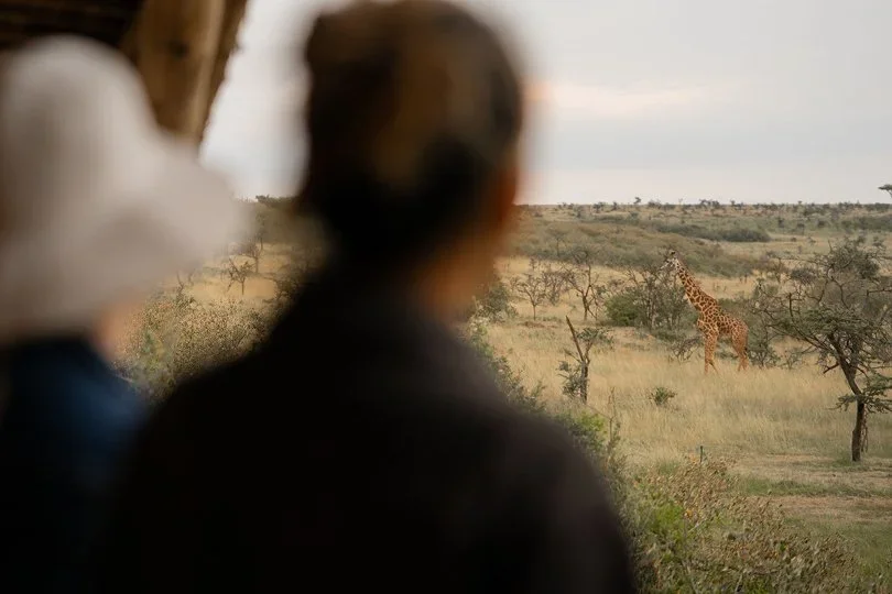 Two people observing a giraffe in the distance from a safari vehicle in a savanna landscape.