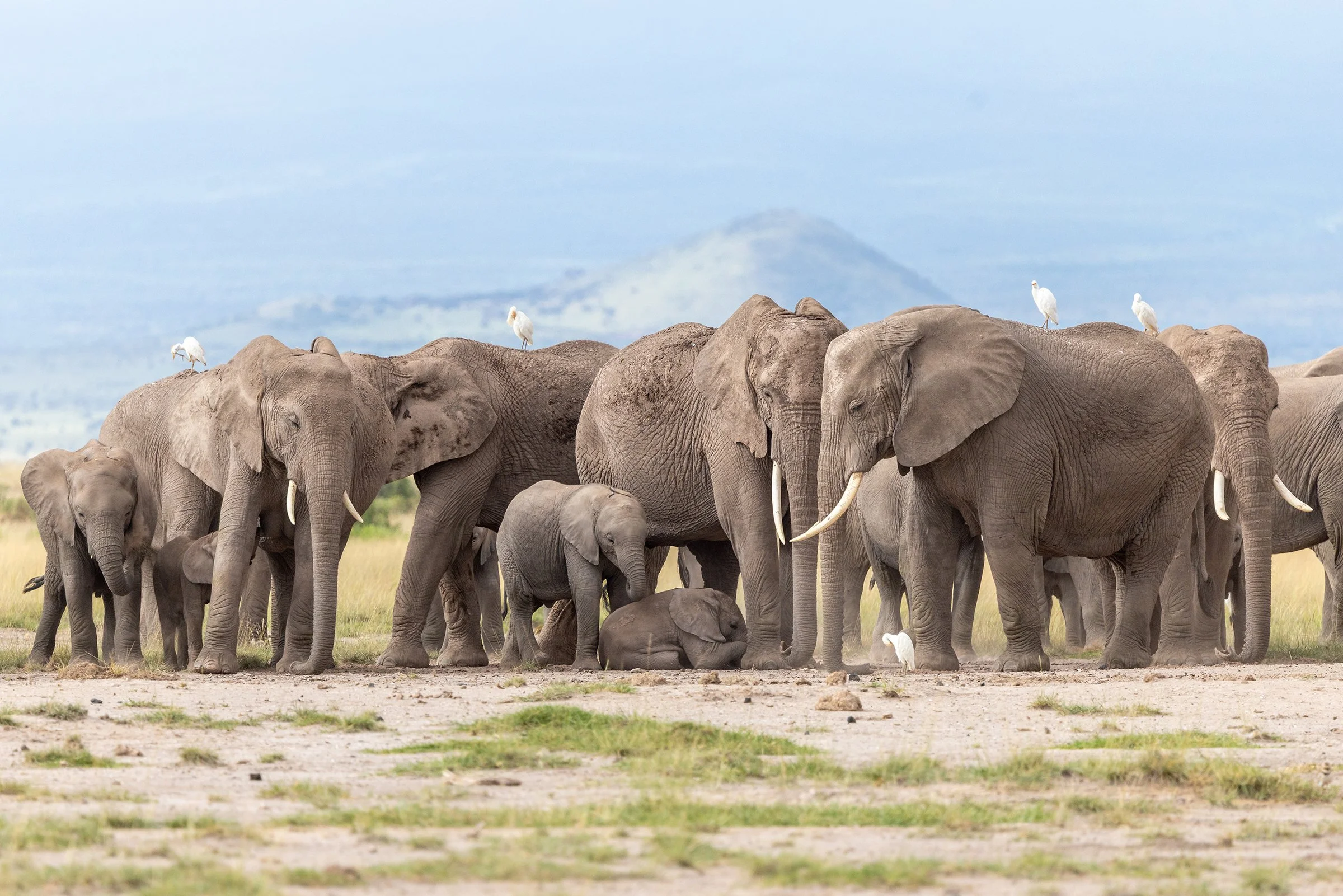 elephants-family-medium.jpg