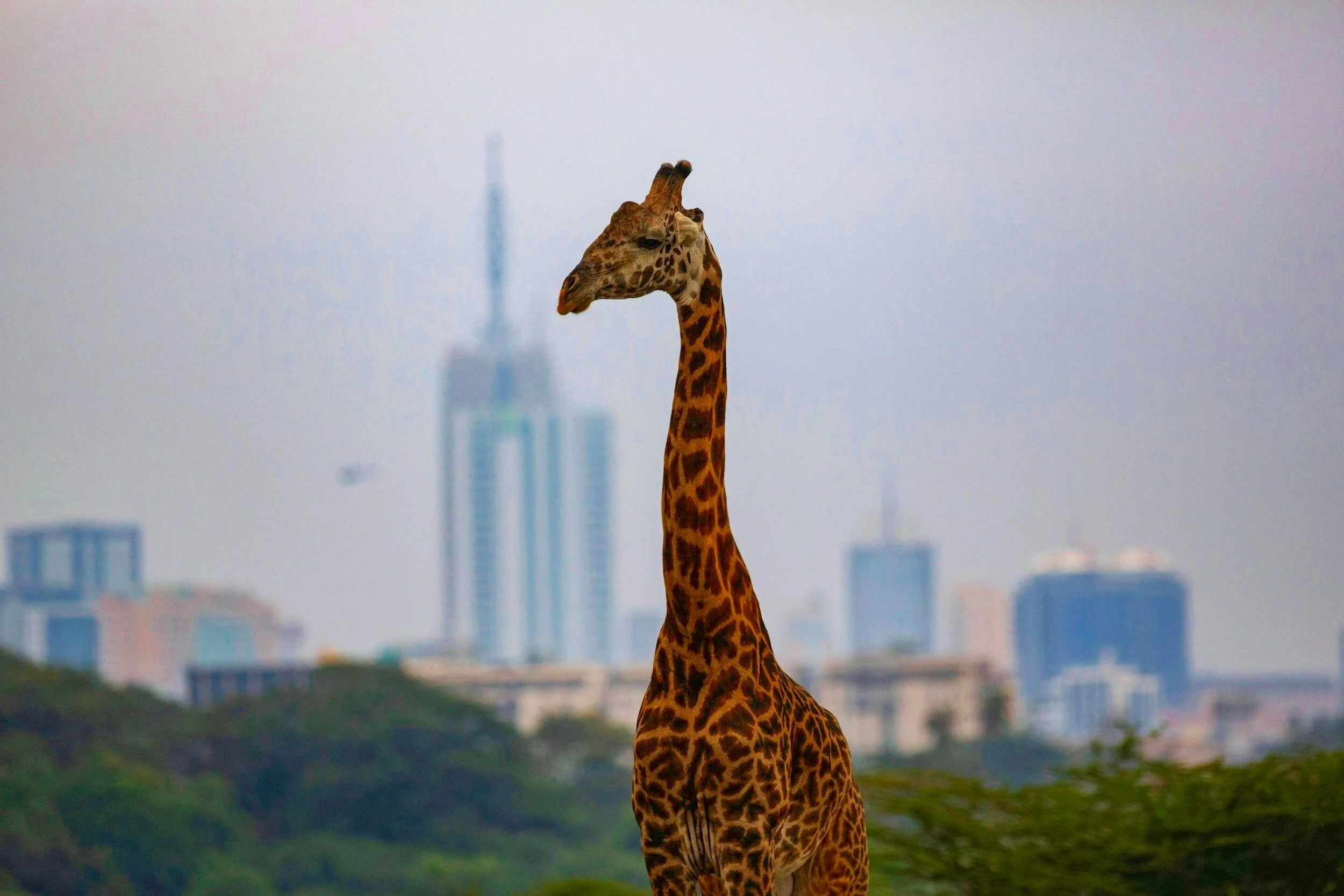 A giraffe standing outdoors with a city skyline in the background.