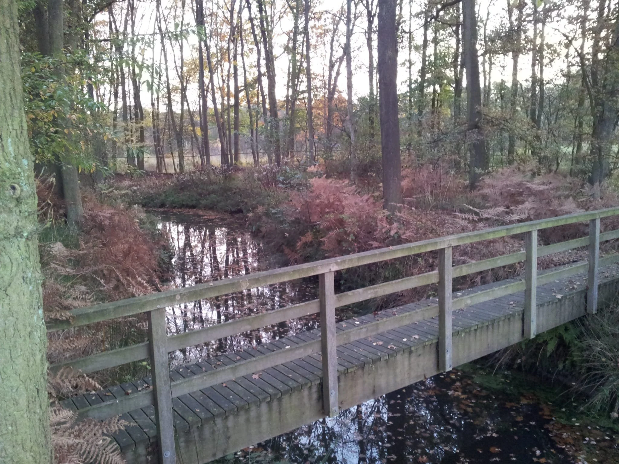 Wandelbrug over Tongelreep