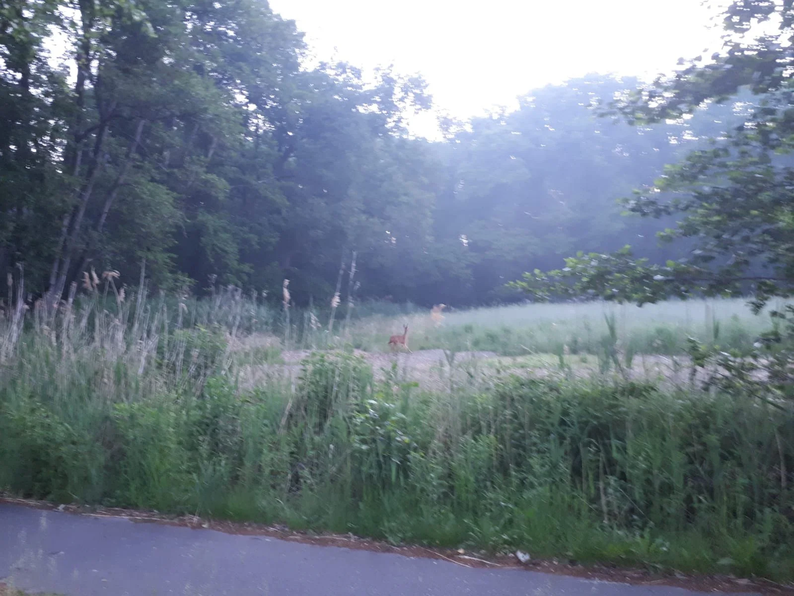 Ochtendwandeling