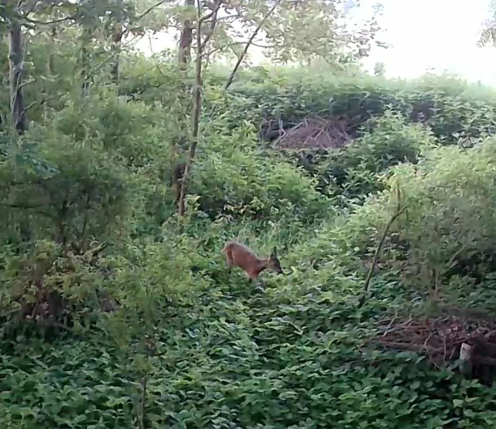 Ree gespot
