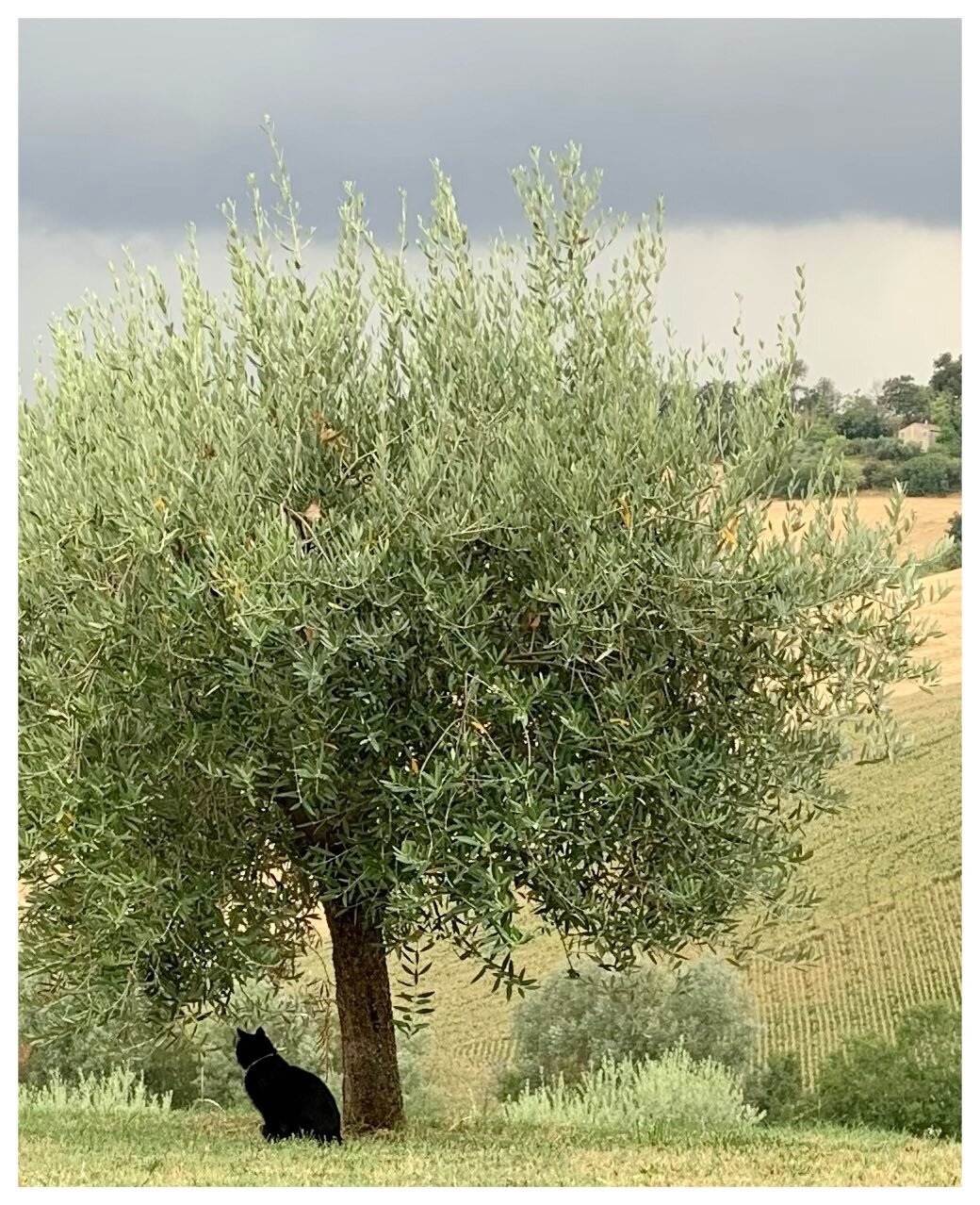 The start of our IG site&hellip;one of our 500 olive trees almost ready for harvesting. But more importantly look who&rsquo;s keeping guard, it&rsquo;s Pixie Dixie our Italian diva 😻

#extravirginoliveoil #olivetrees #lemarche #italy