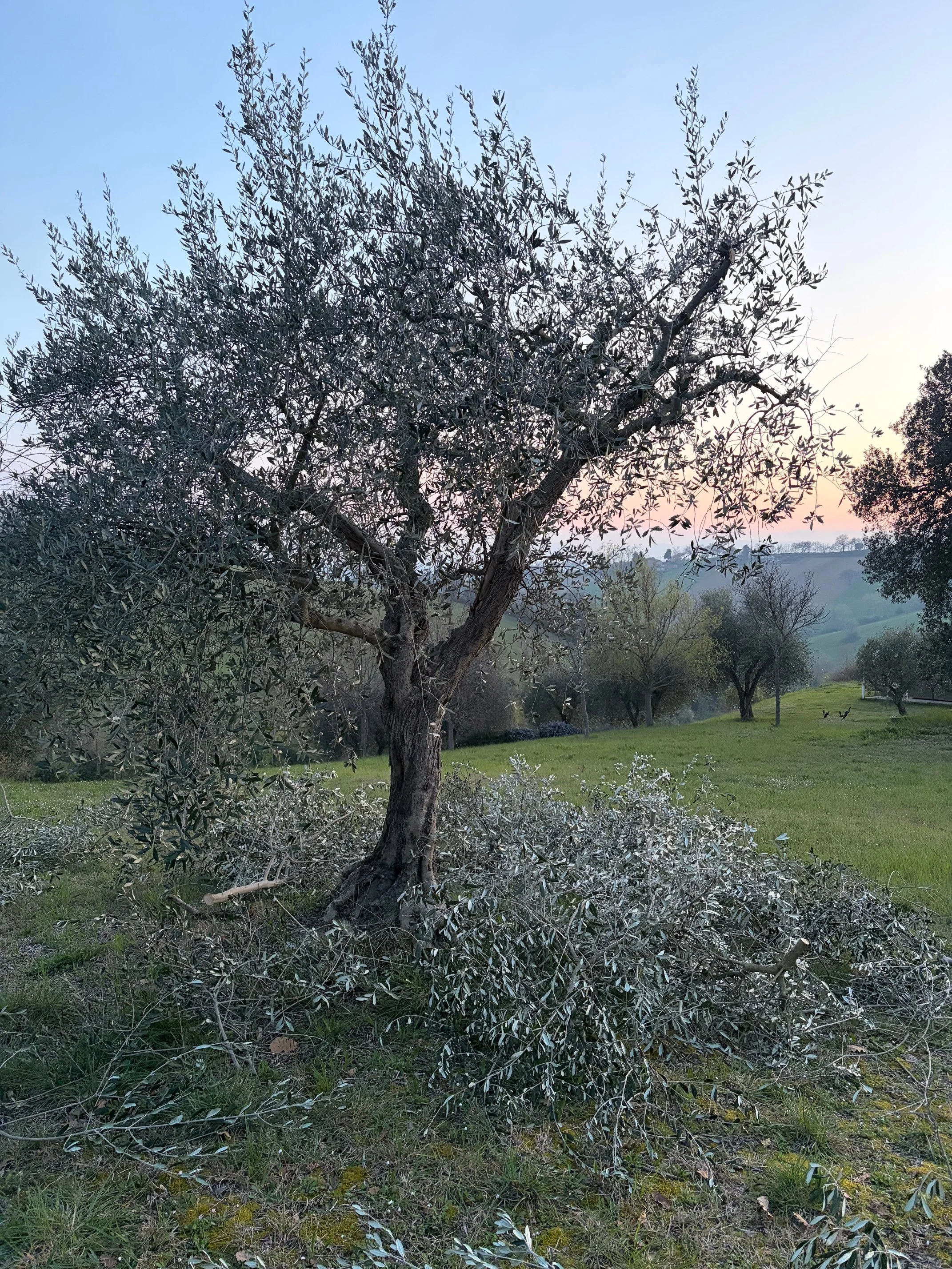 Pruning…the start of our Olive Oil year