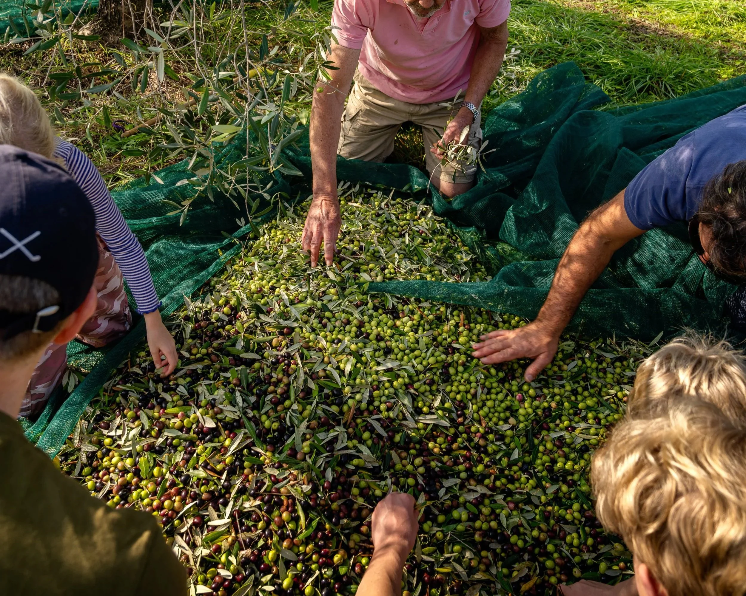 Olives+042.jpg