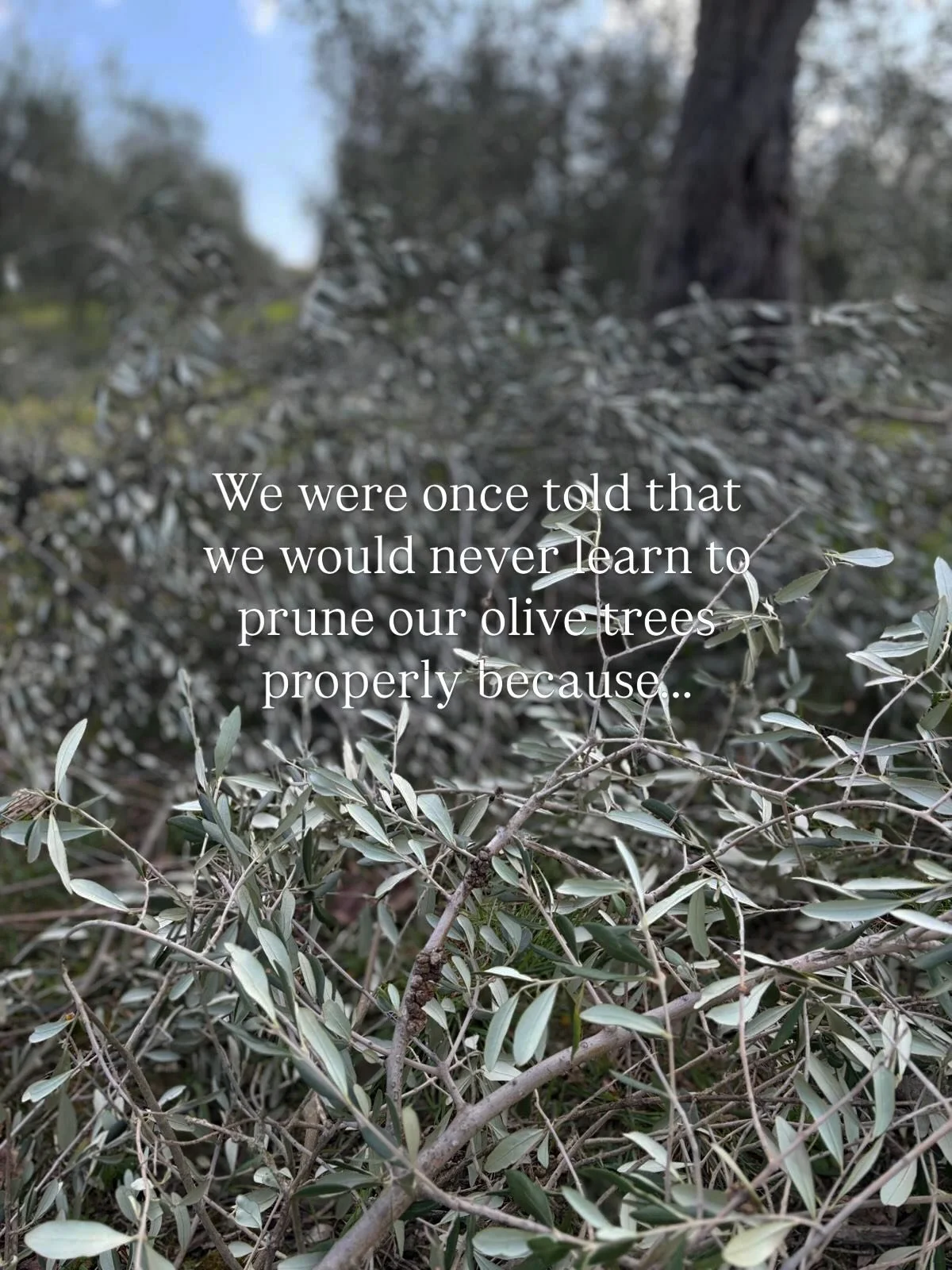 Our olive tree pruning is now well underway🌿

This is the only part of our olive oil production that we do not do ourselves. Some years ago, one of our lovely older neighbours told us that we would never learn to prune our trees properly because we 