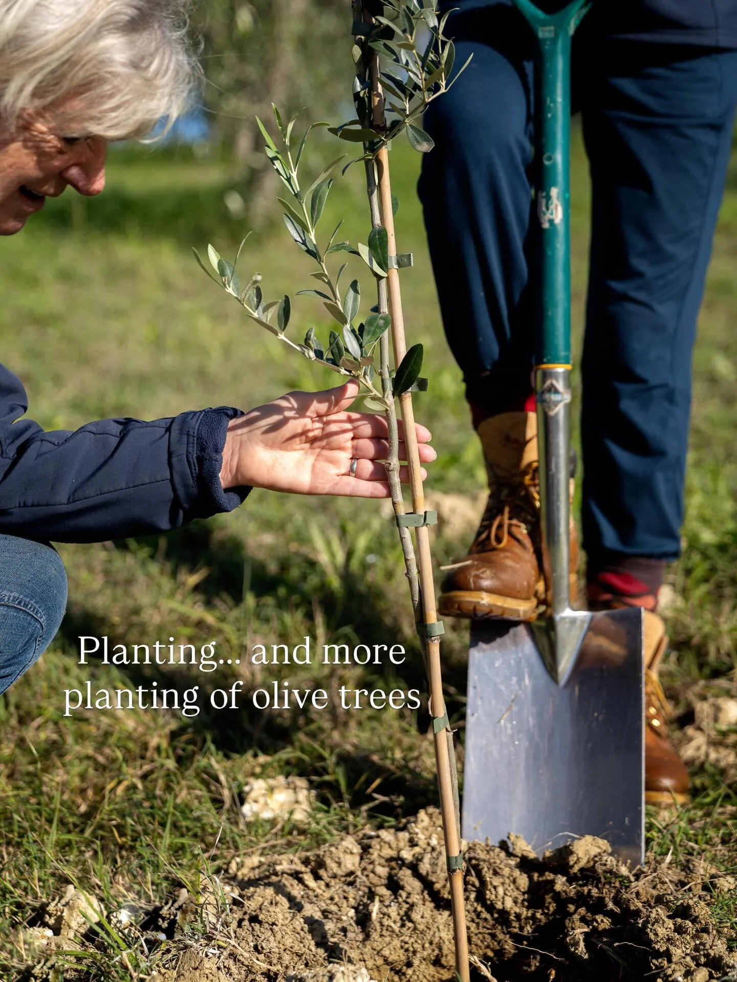 Planting for the years to come @casasantelia 🌿

Olive trees don&rsquo;t just give us beautiful oil - they also help the environment. The Olive Oil Times has some fascinating articles relating to olive trees and climate change. They state that, accor