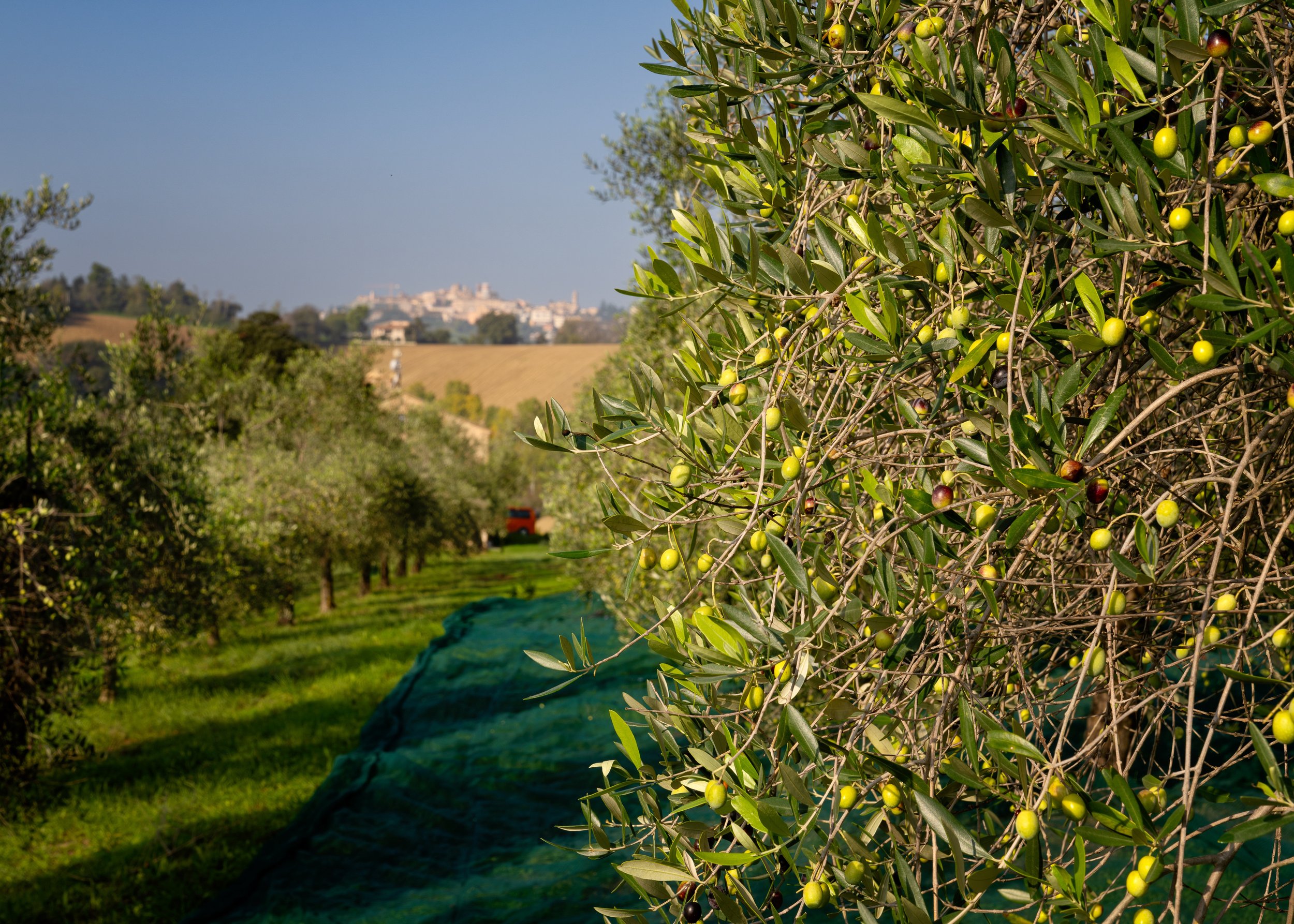 Olives and Filottrano.jpg