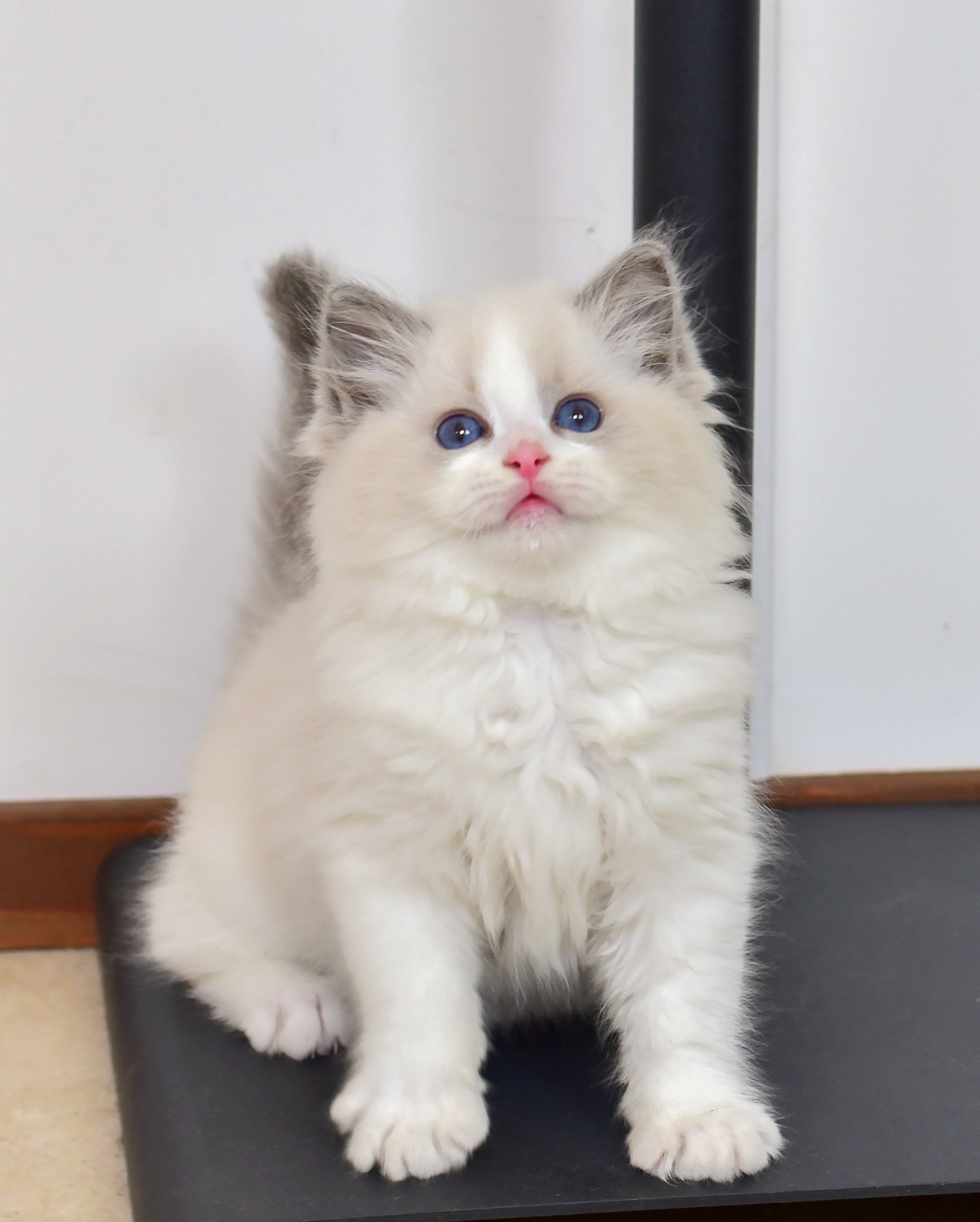 ✨ Upcoming Ragdoll Babies ✨
A little sneak peek of the litter that&rsquo;s coming soon &mdash; photo update from our breeder 💕