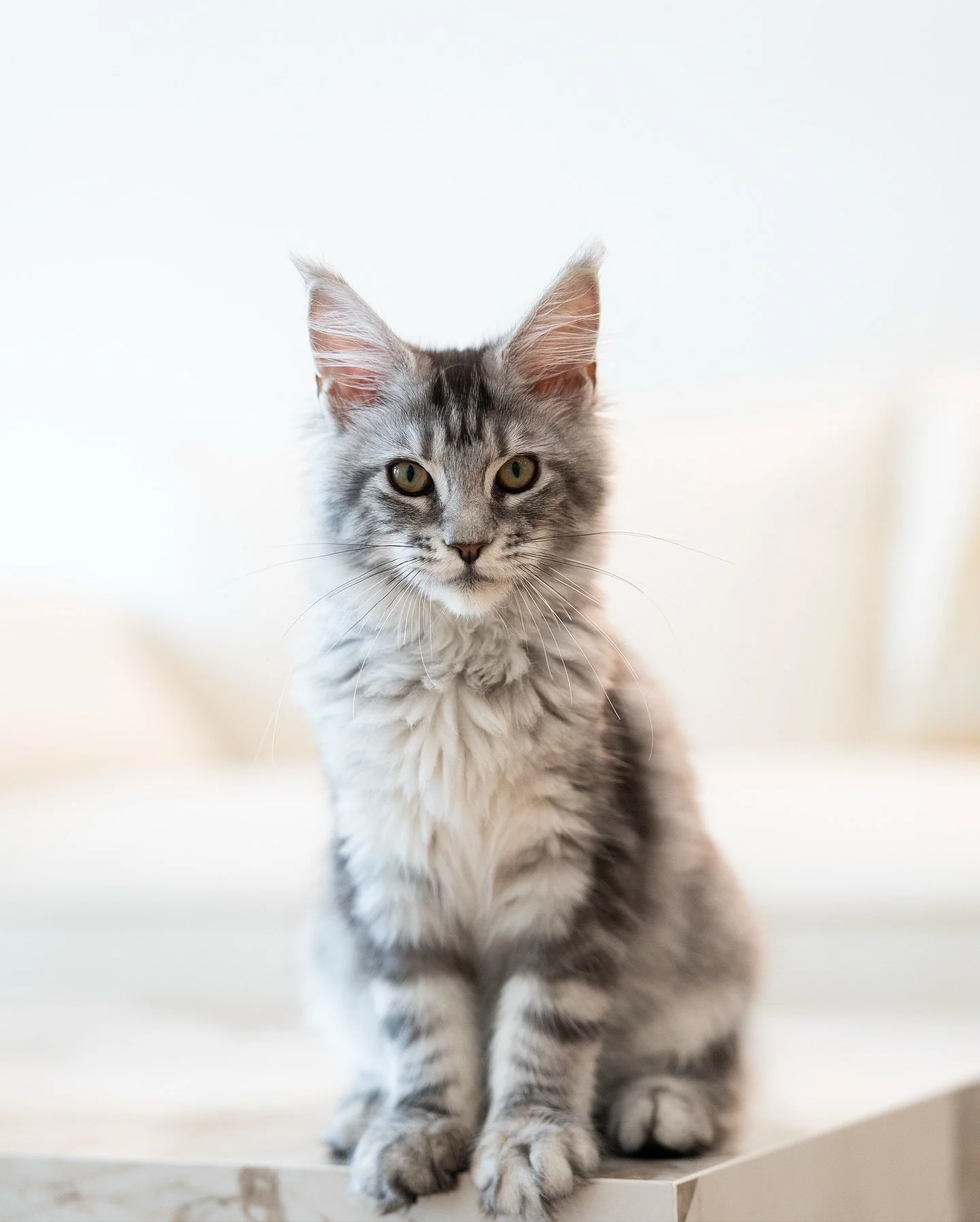Reine ✨
She’s perfect in every way, so graceful and confident yet so gentle. Just a little sad that most people looking for a Maine Coon still prefer the boys… those who’ve had a girl will know, there’s something so quietly s
