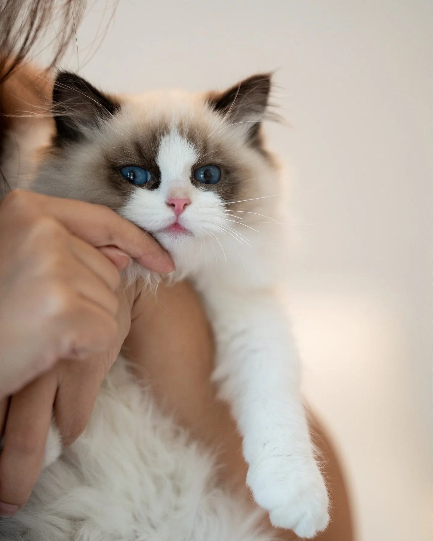 Gentle and calm, sweet and loving. Little Zuko is looking for his forever home 🥰 DM for more information
AVS License number: AS22L00066