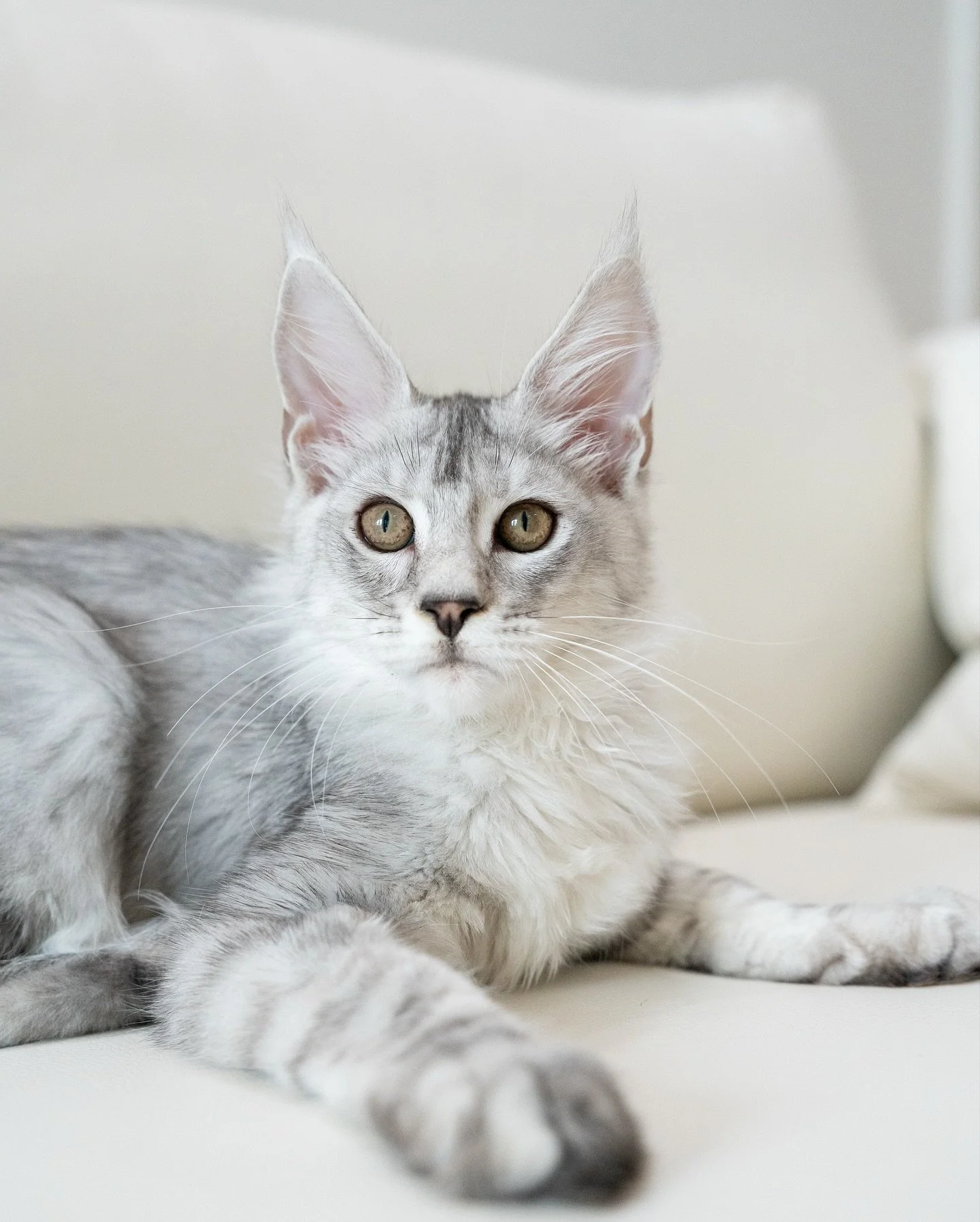 Rolex, the black silver tabby boy! 
Birthday: 1 July 2025 
Birth Country: UK 
Arrival Date: 17 Oct 2025