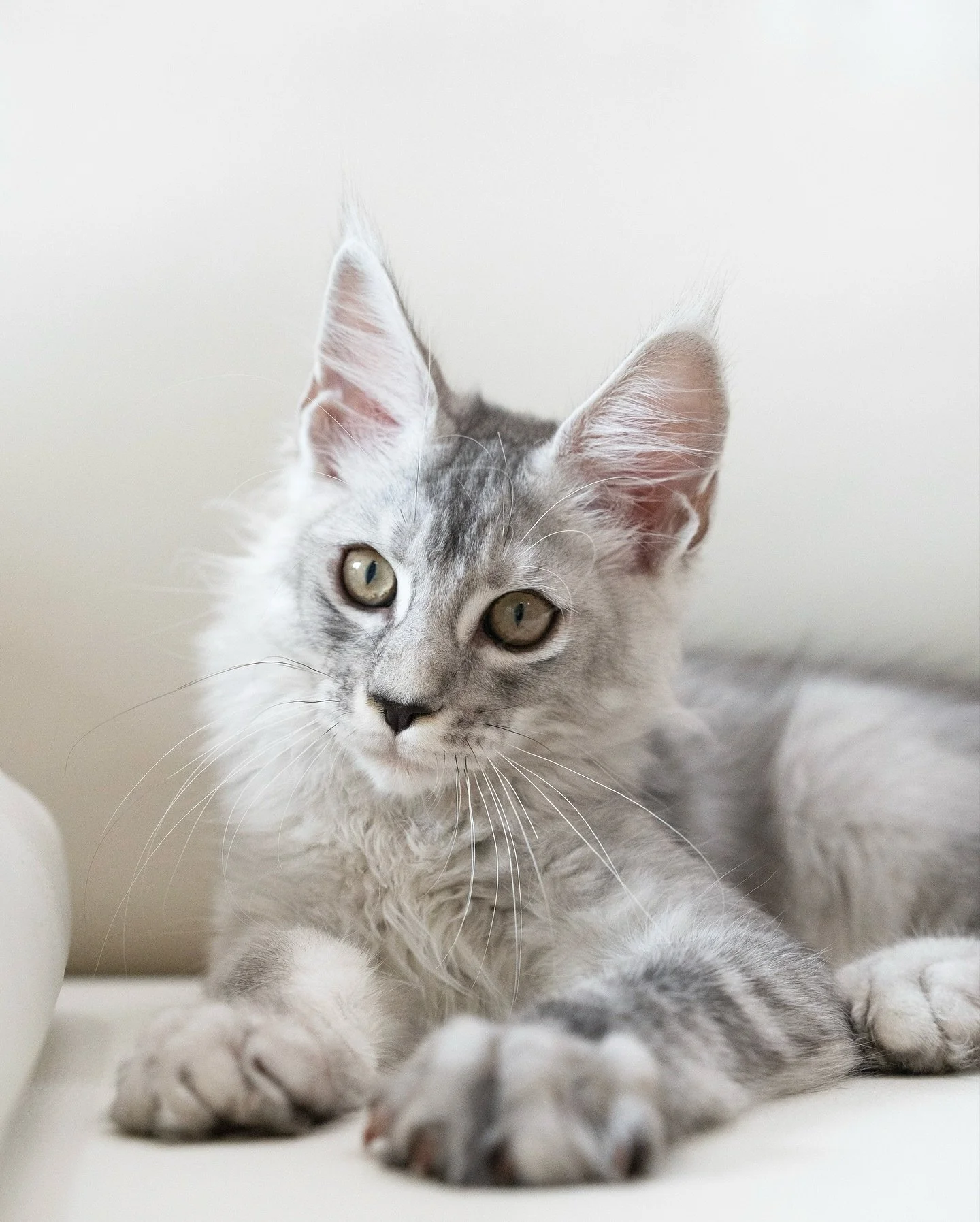 Ragnar and his brothers were born with big paws and long tails! Signs they’re destined to grow into big boys. 🐾