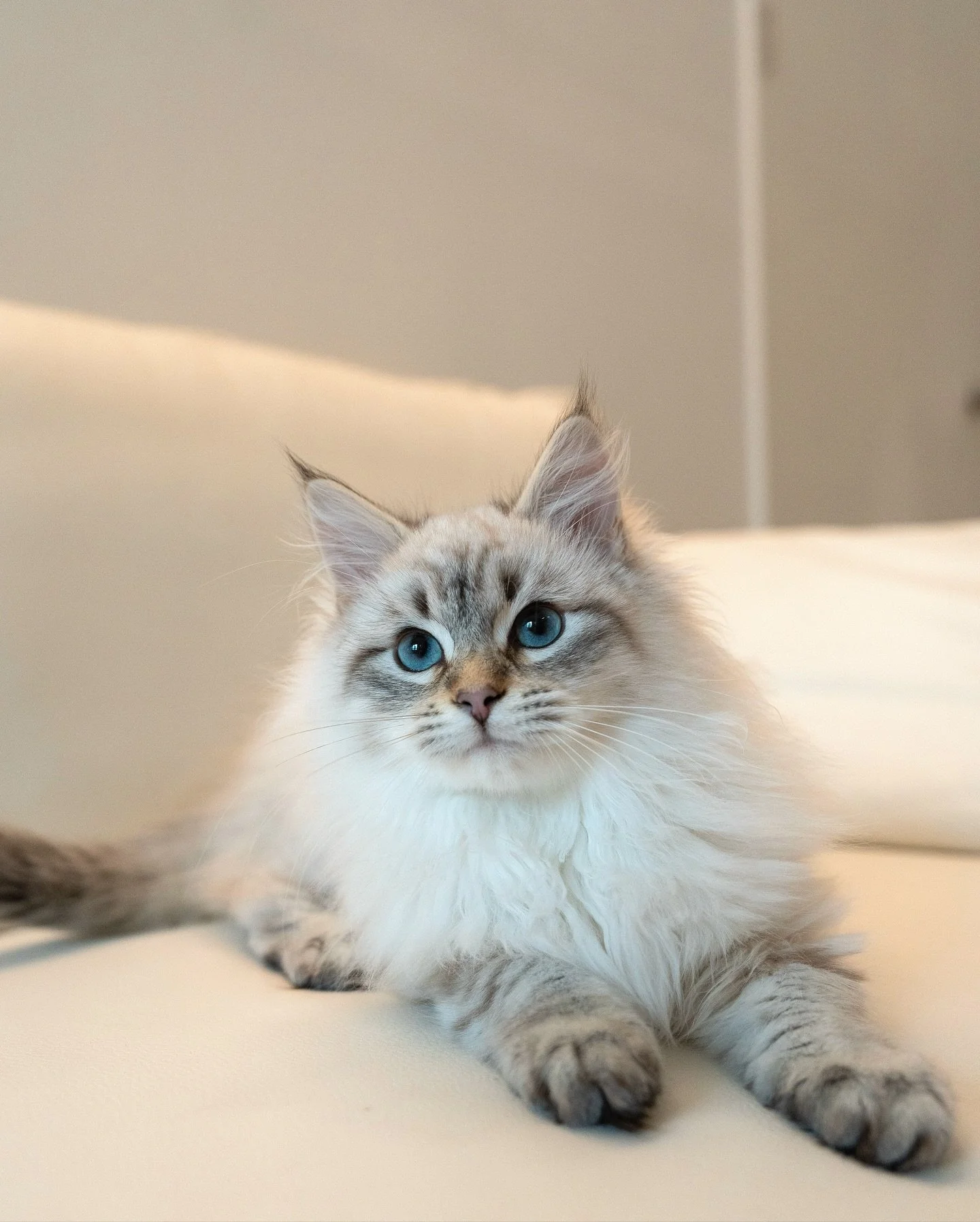 Neva Masquerade Siberian Boy - Found Home ❤️