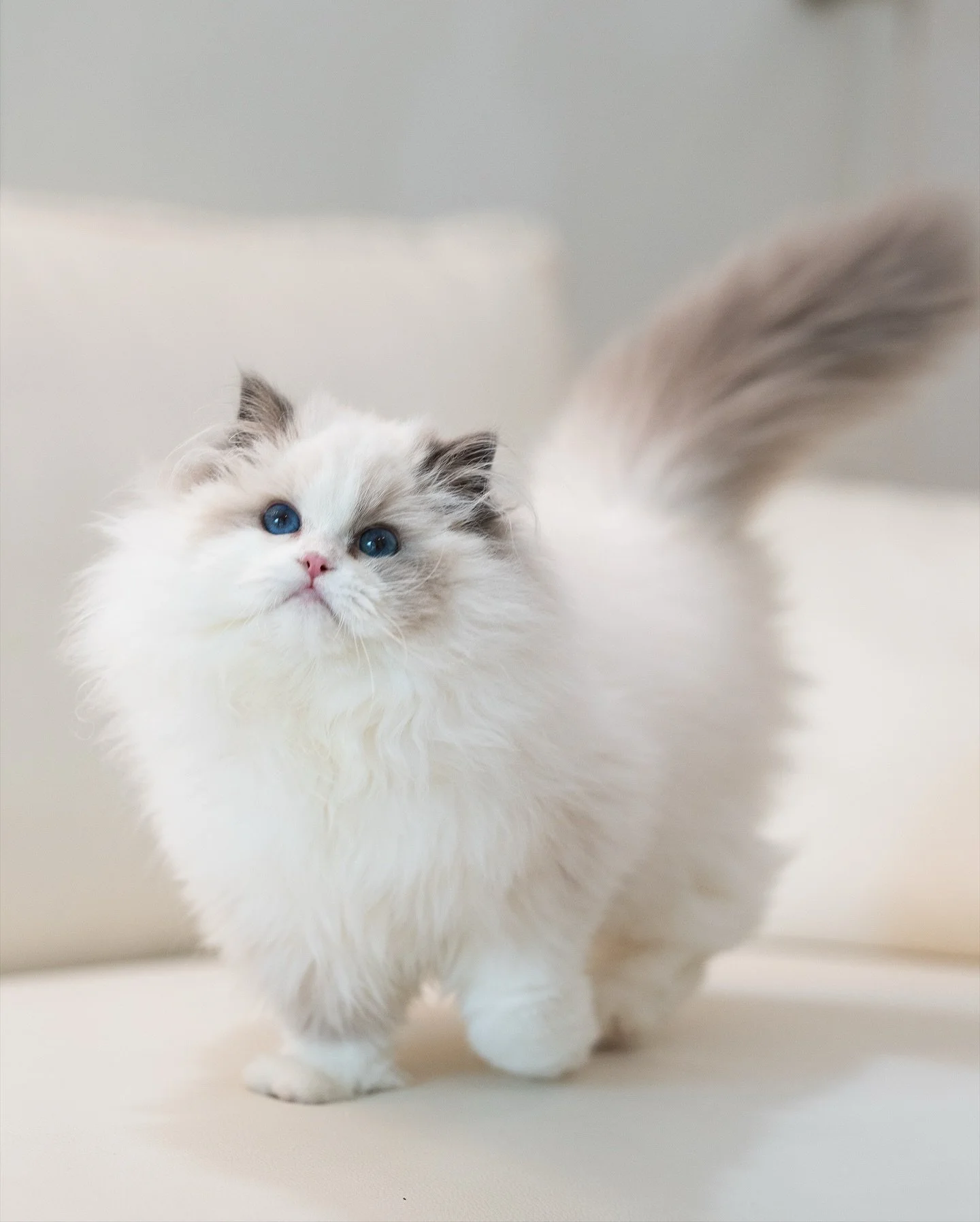 Meet Flora 🌸 Our Special Little Ragdoll Girl. 
Flora is a beautiful 6-month-old Ragdoll who has just arrived from the UK. She was born with a congenital condition called syndactyly, where two of her front toes are naturally fused. We decided to dela