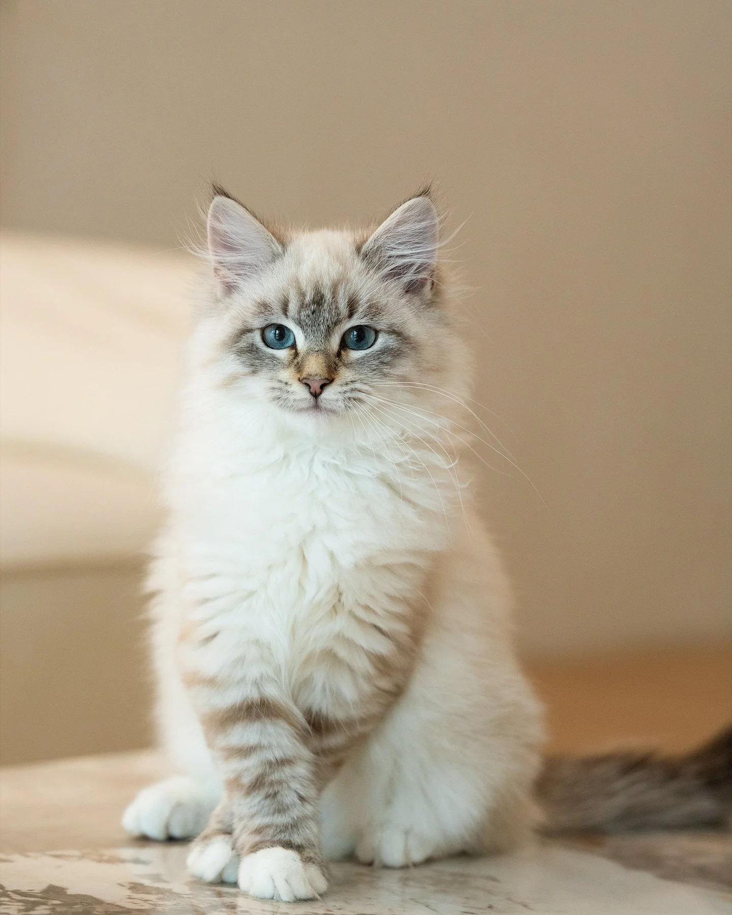 We still have one Neva Siberian girl from this litter who’s looking for her forever home 🩵