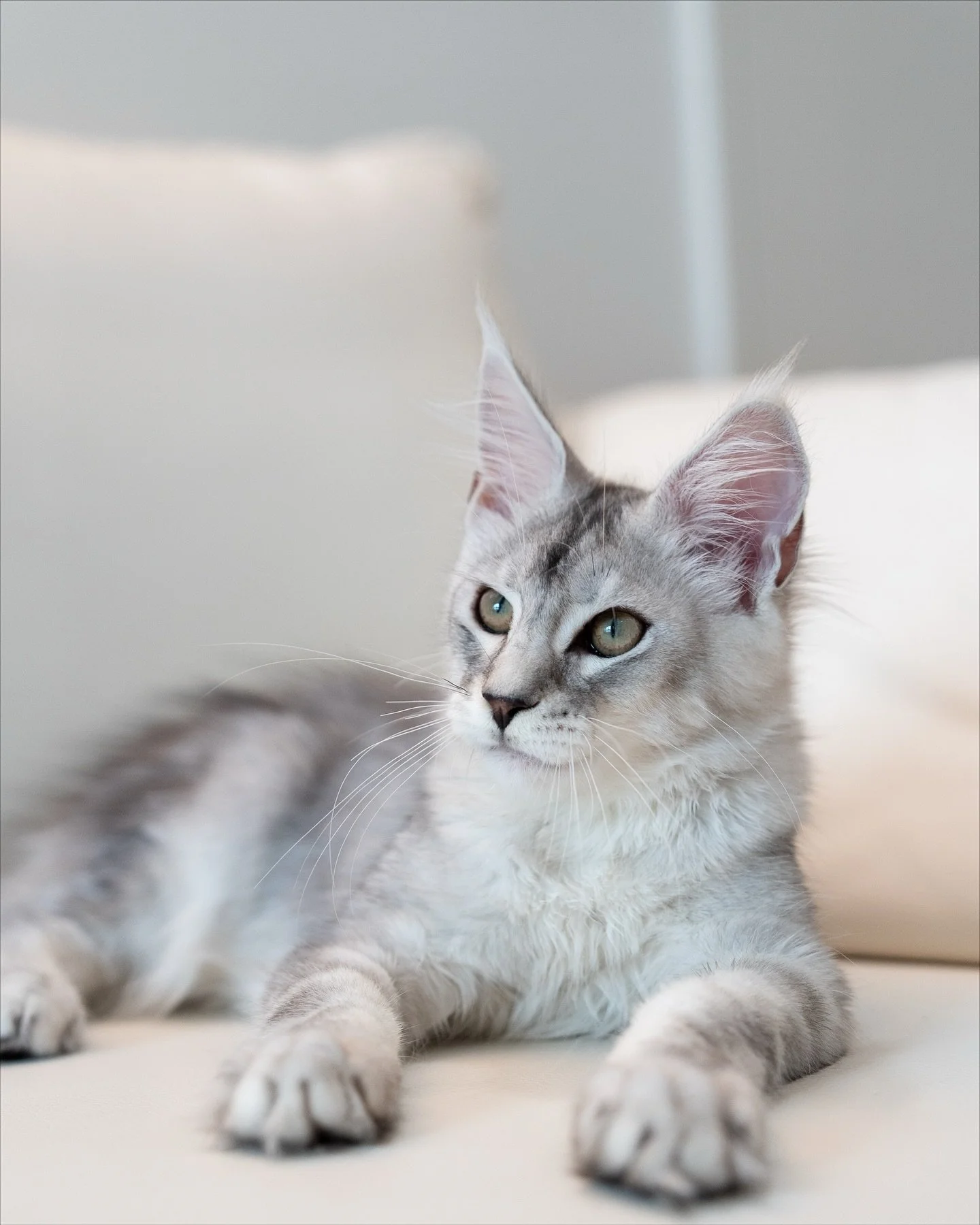 Say hi to Rafael! 😻 The last of four Maine Coon boys that arrived with us. Rafael and his brother Ramses are still looking for loving homes!