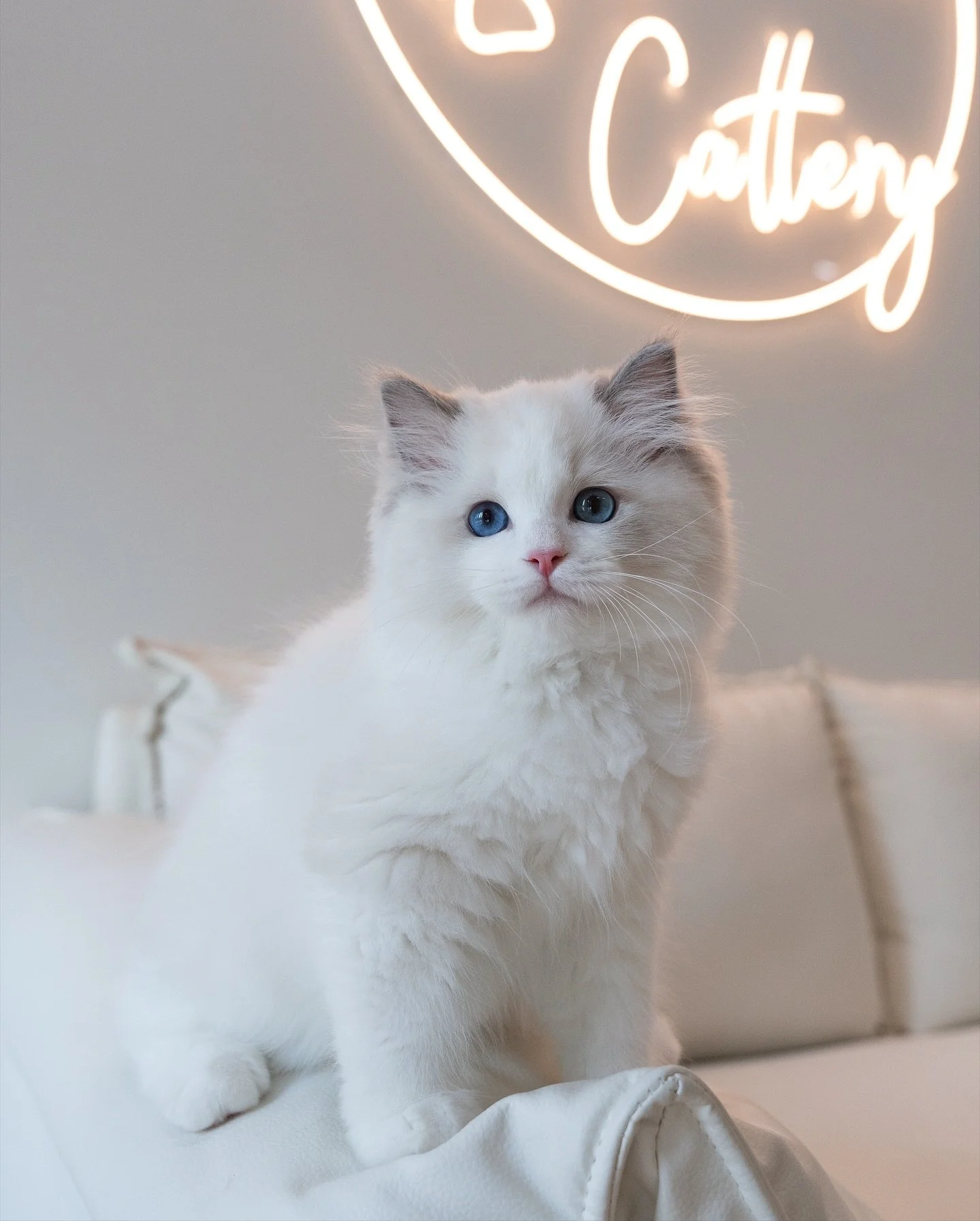 Blue bicolour boy went home today! ❤️