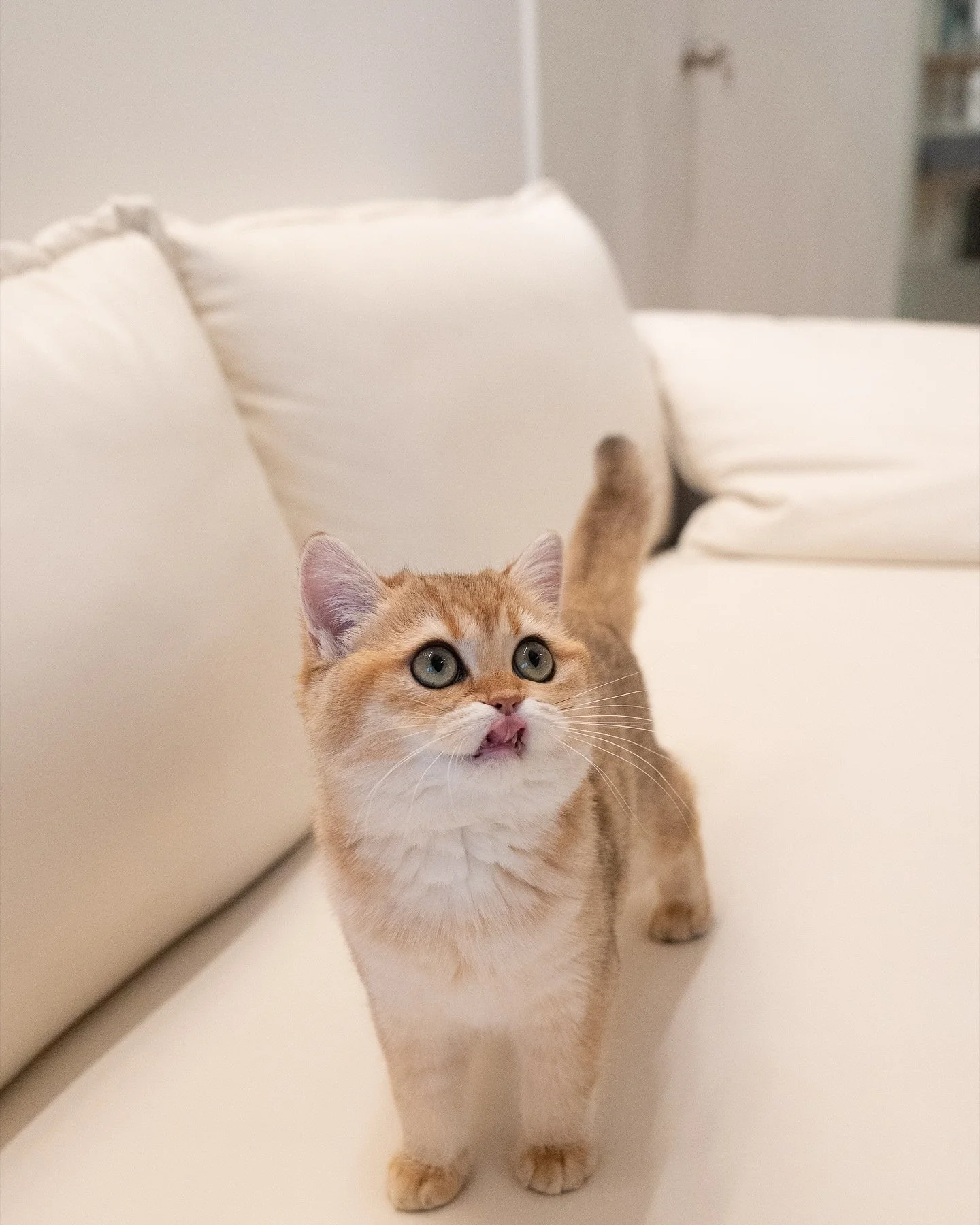 Hanako, Golden BSH girl available! 
Birthday: 10 July 2025