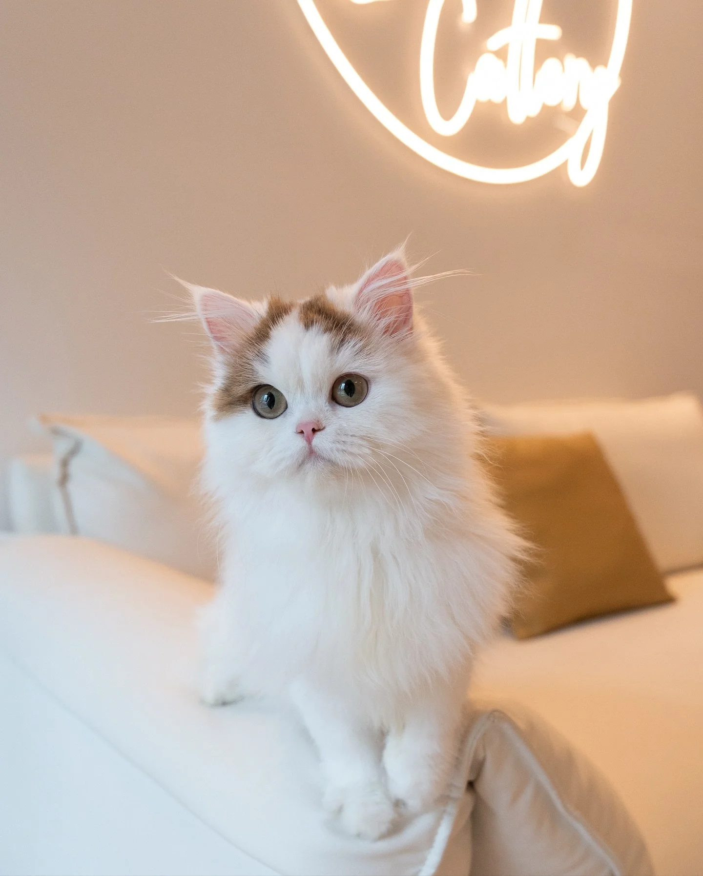 Non-standard Minuet girl looking for home 💕