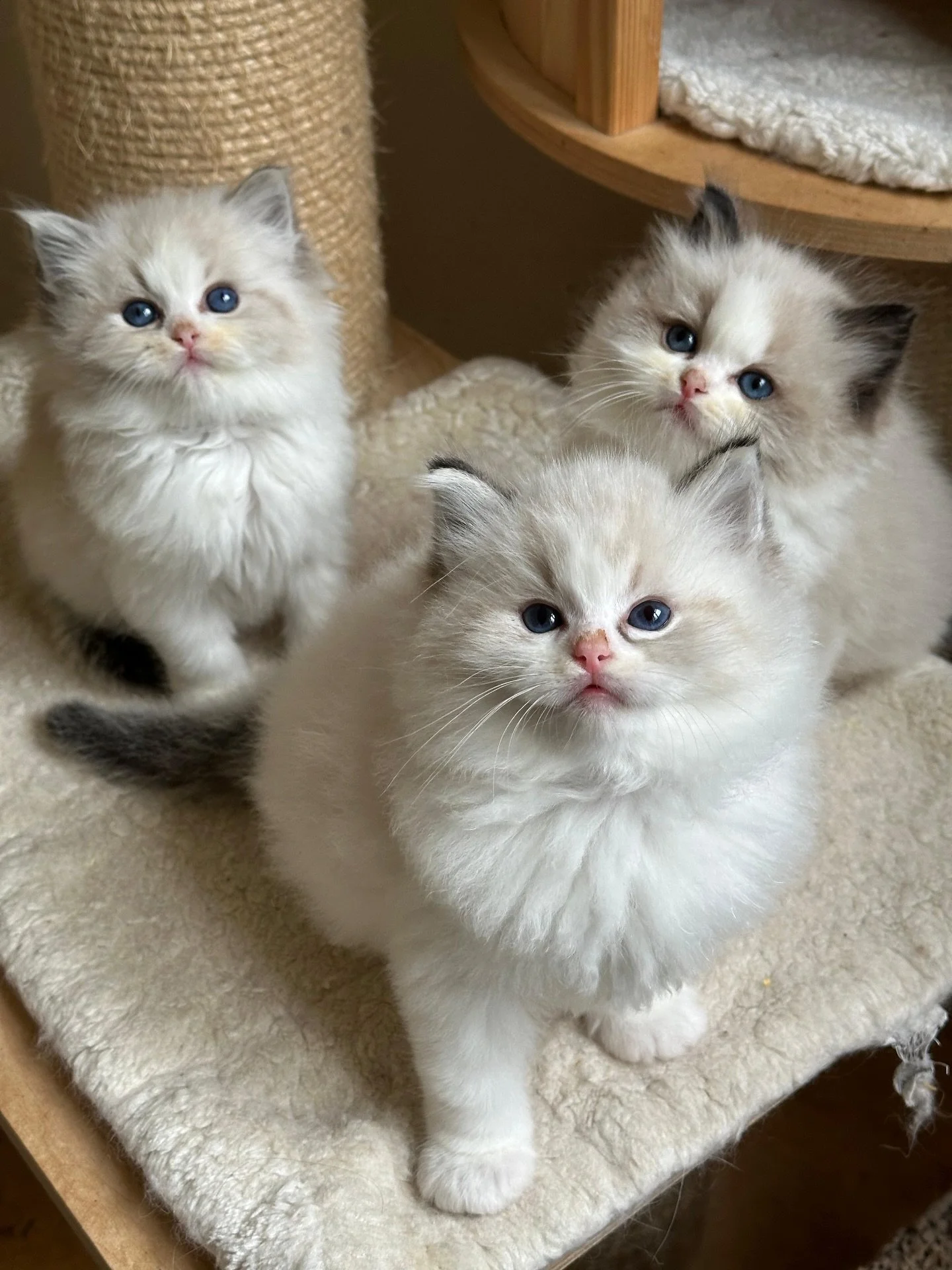 We have one final Ragdoll litter arriving just in time for Christmas. The sweetest little ones to end the year with 🎁🎄