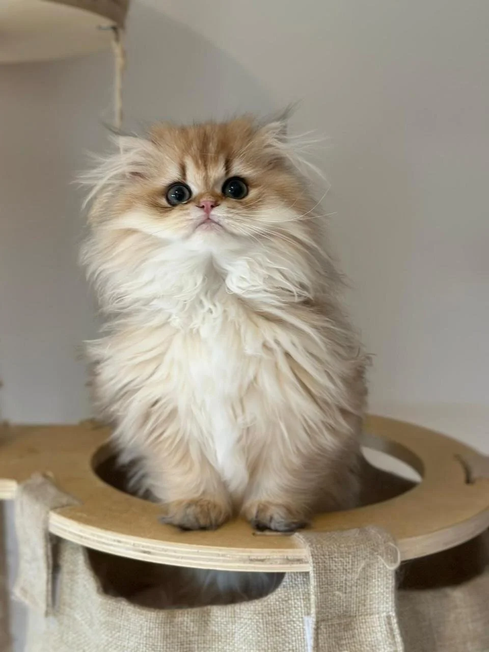 Golden BLH Boy coming soon ❤️