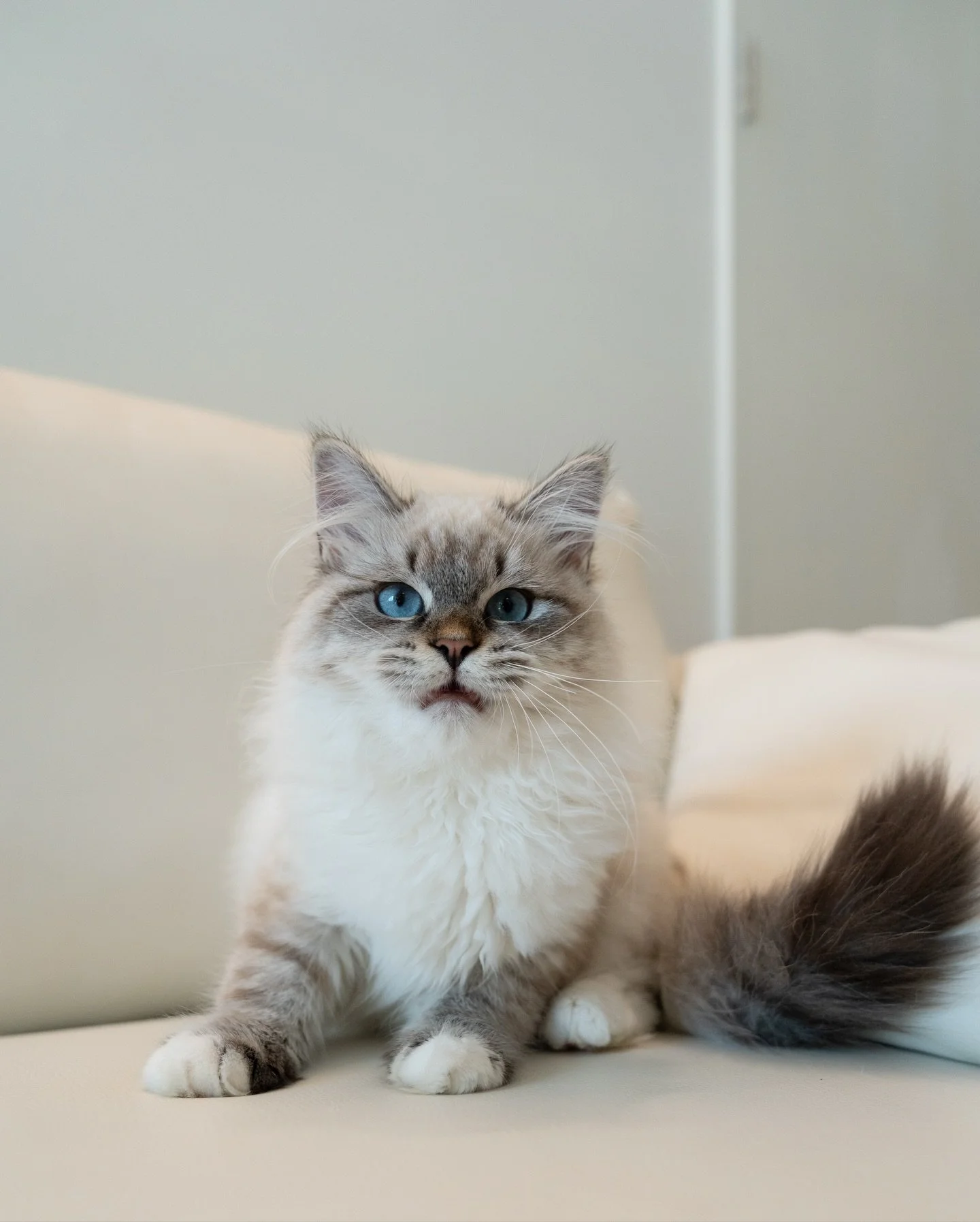 Our little Gustavus is the very first Siberian from this batch to have found his new home, so happy for this boy!